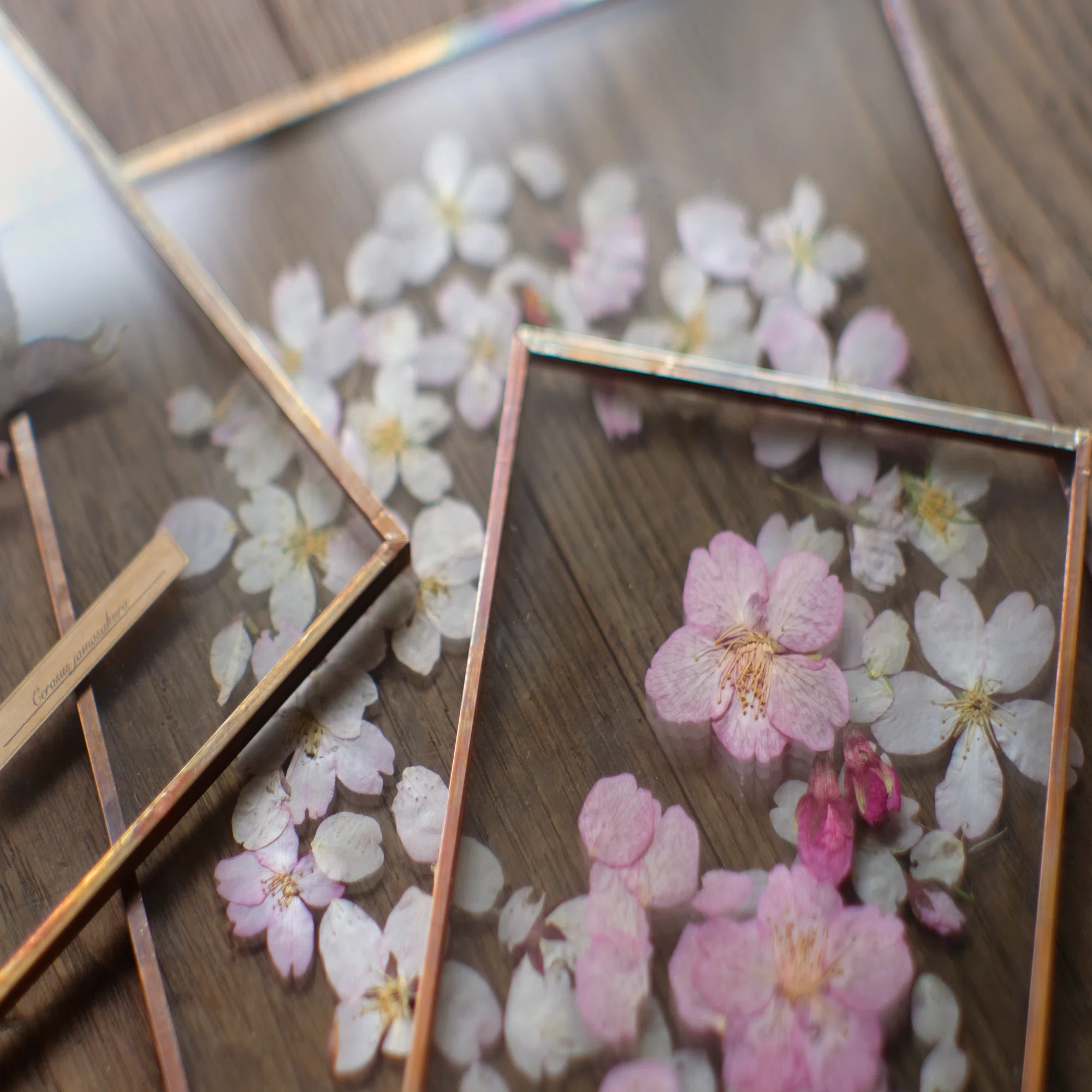 4月1日-4月30日｜はいいろオオカミ＋花屋西別府商店「いつか、どこかで 