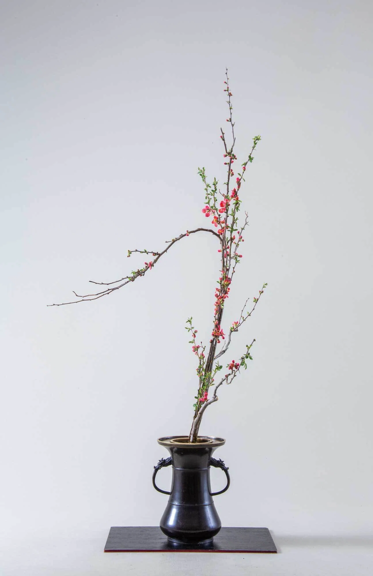 生花＝ぼけの一種いけ／立華=未央柳の真の立華（2025年4月号「龍生派の