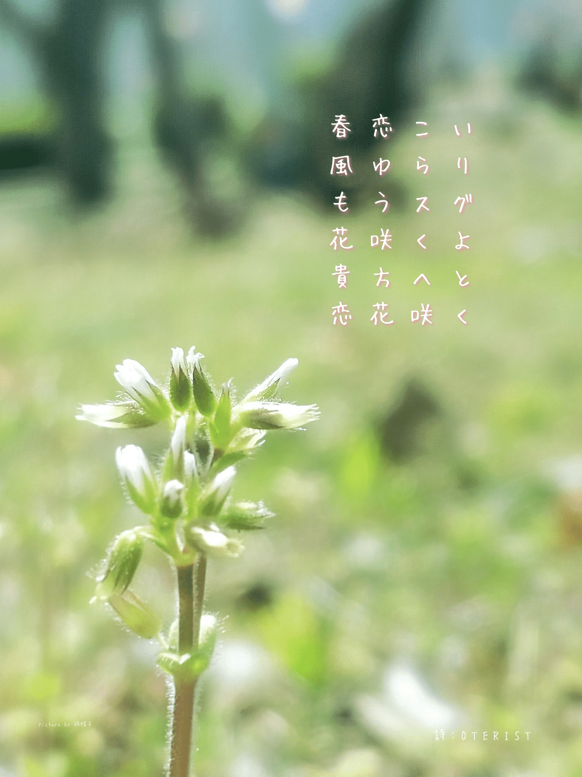 2025/3/26〜31 詩〜Xより｜OTERIST