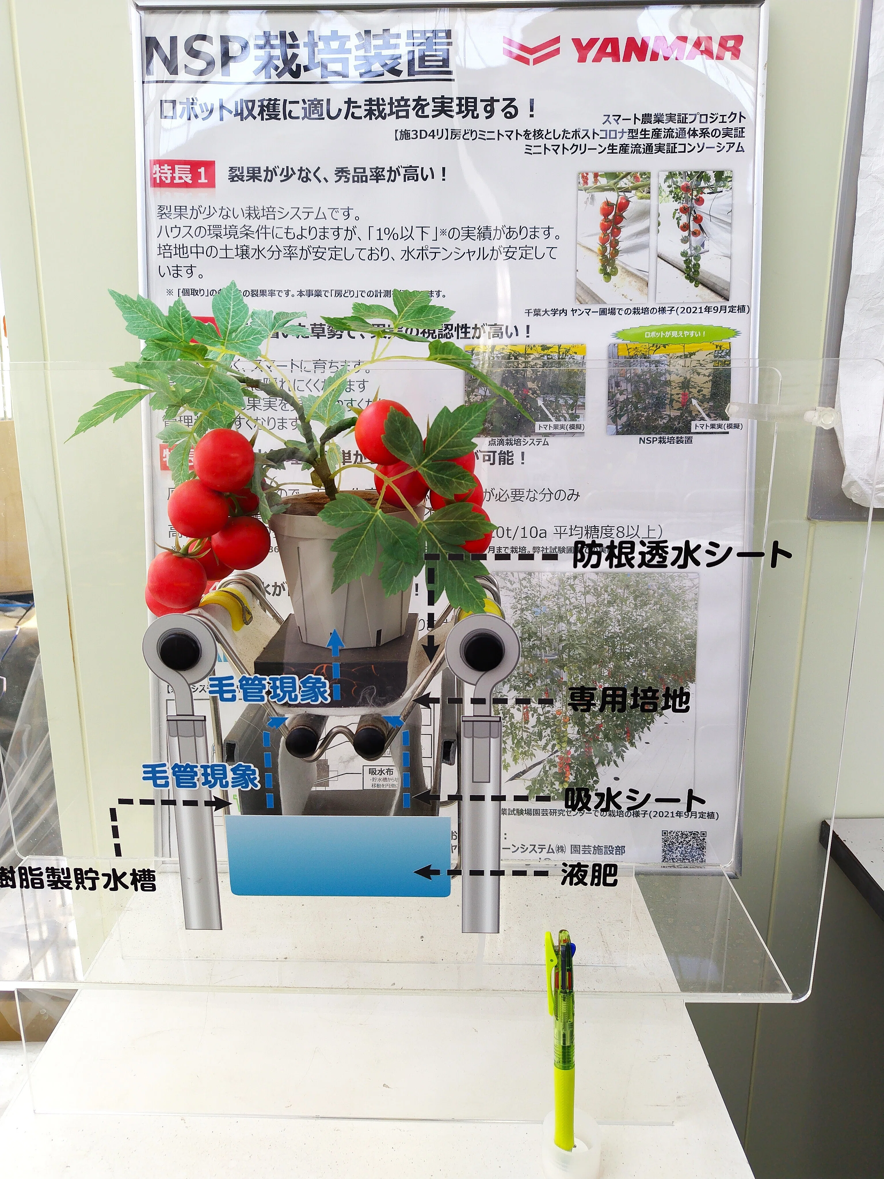 トマトの世界も諸行無常｜石川 良昭（GreenTomato）