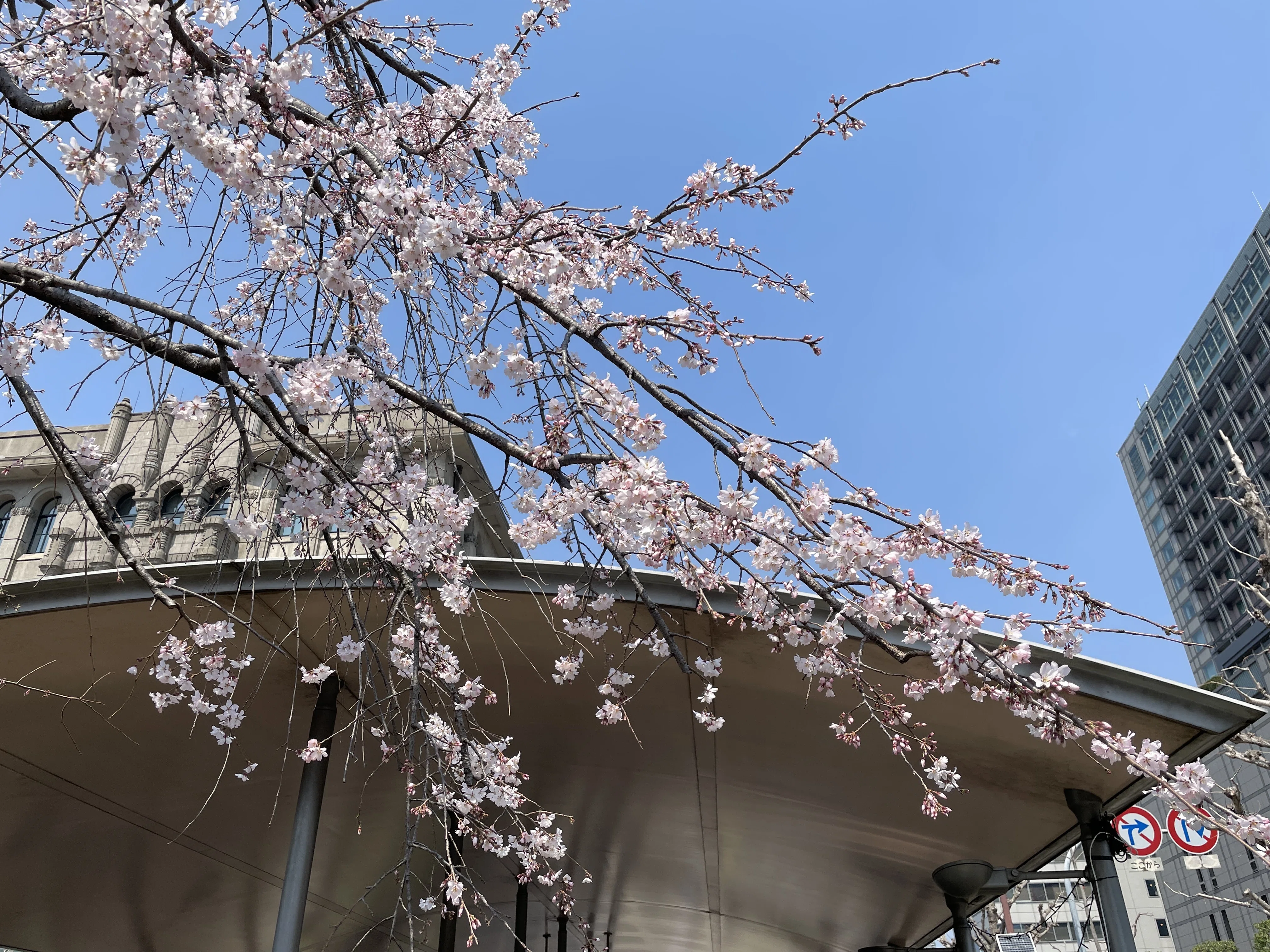 サクサク桜・京都2025（3/26）｜あをそめ.