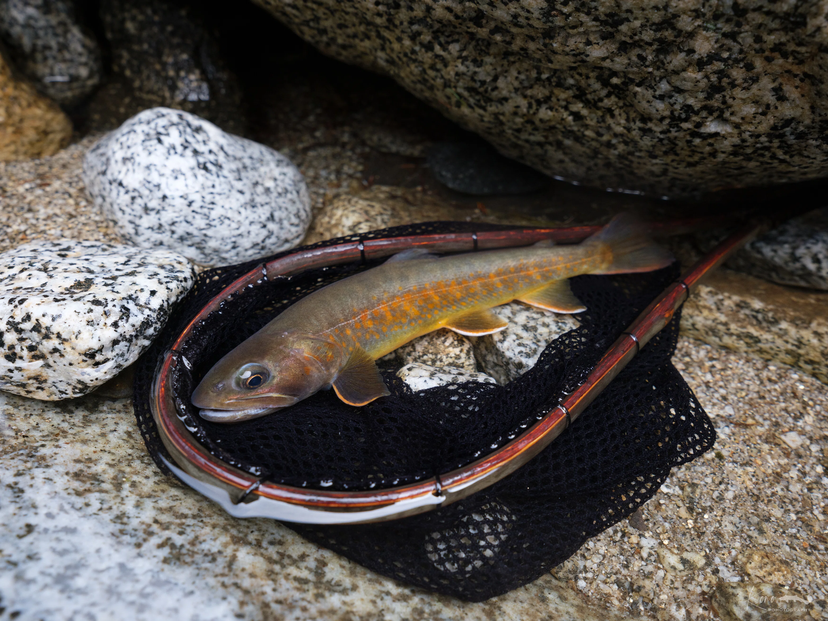 渓流釣り】中央アルプス ヤマトイワナ探訪｜山ト岩魚と