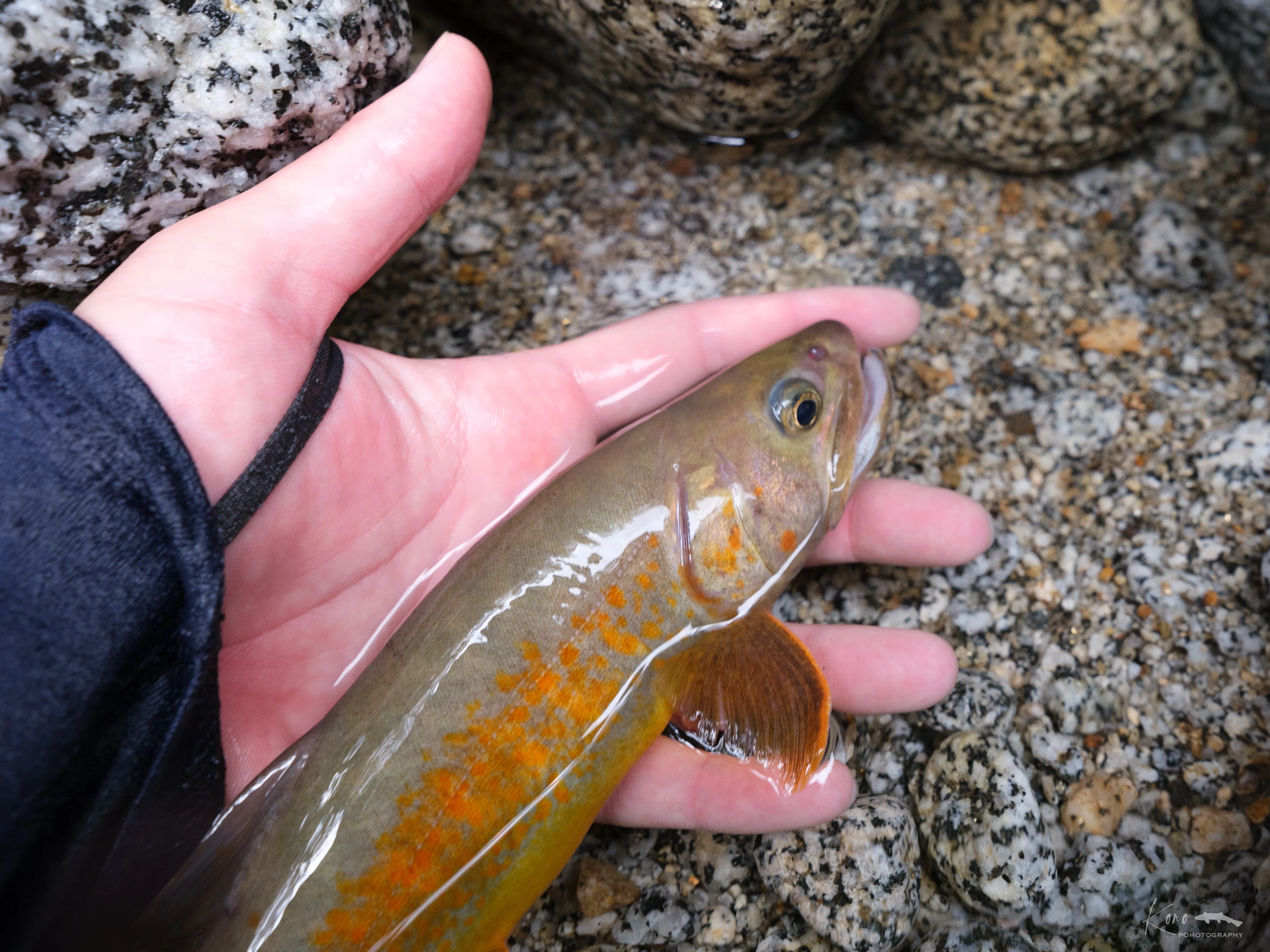 渓流釣り】中央アルプス ヤマトイワナ探訪｜山ト岩魚と