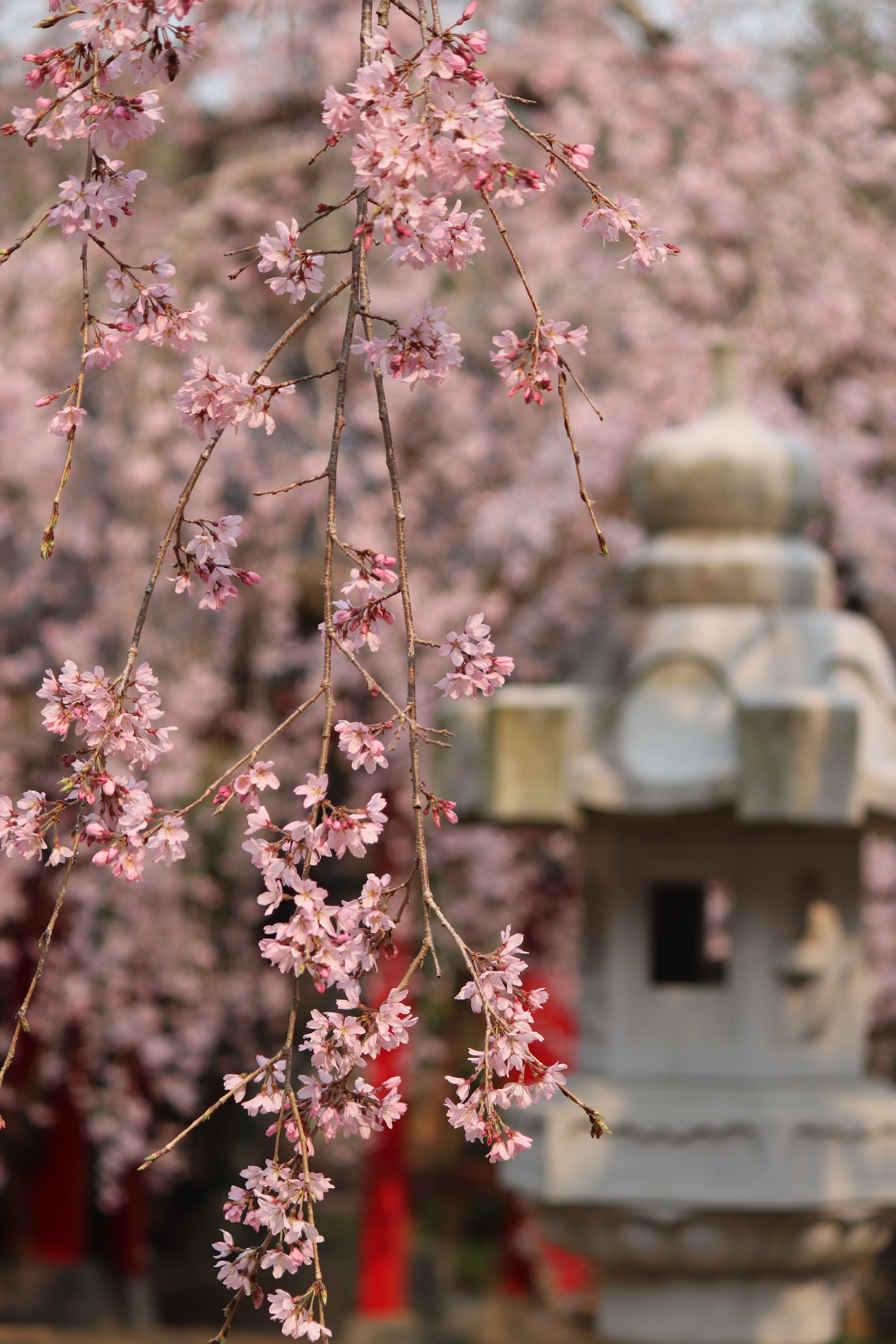 桜の種類#1】「シダレザクラ」栽培品種の中で最も古い？宮廷文化を象徴