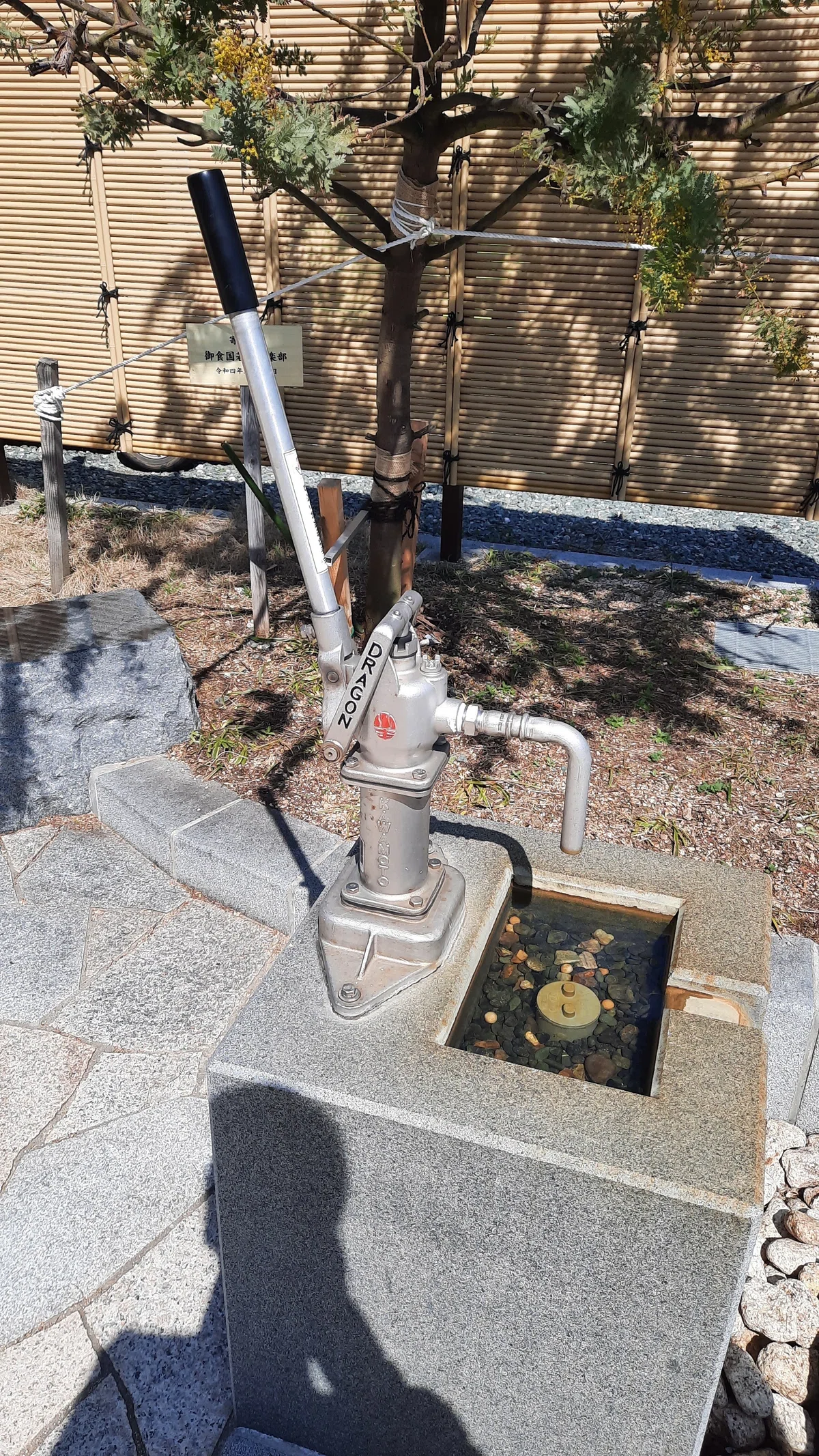 小浜に行った｜サラダ放る