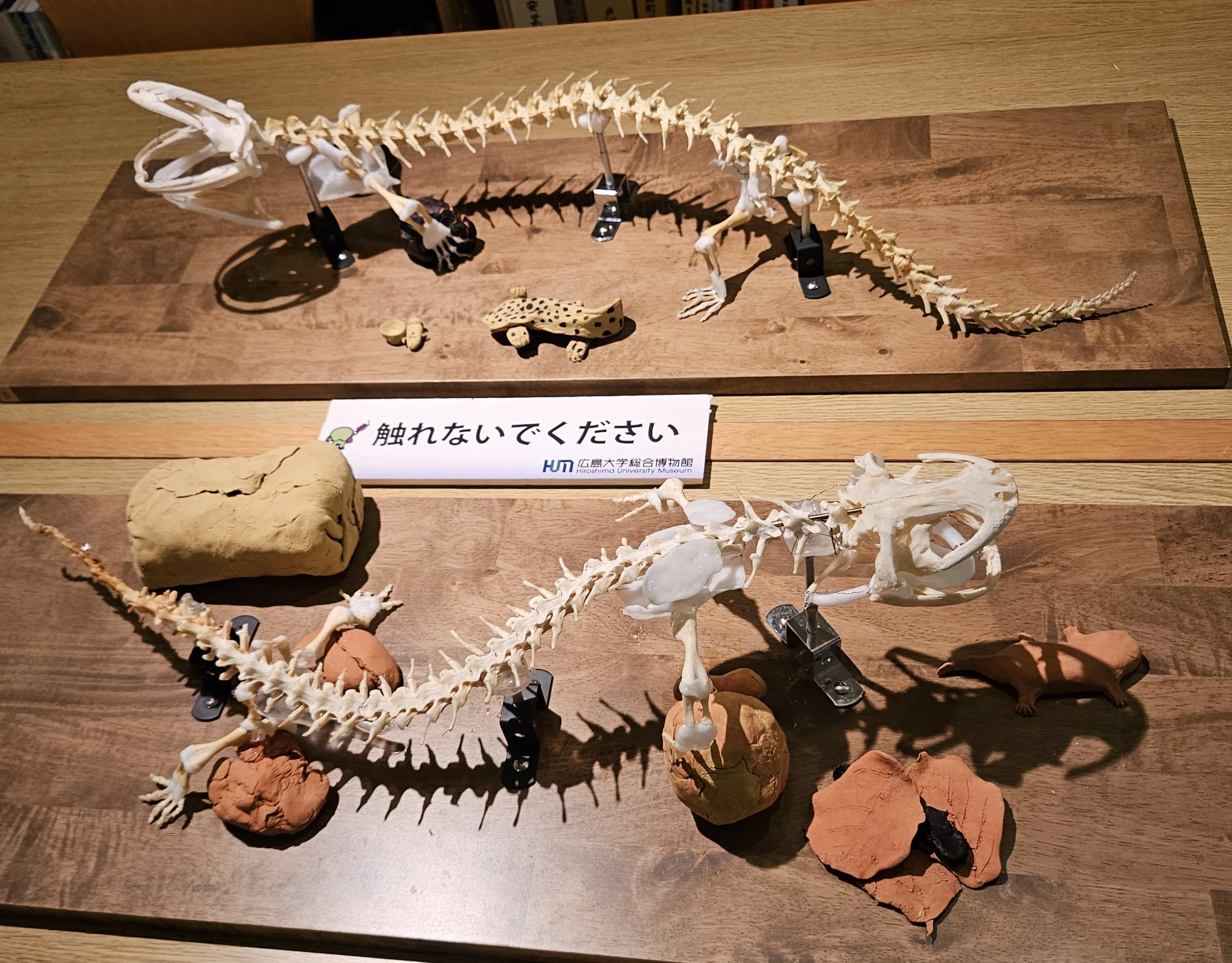 化石 オタマジャクシ 骨格 標本 海の王者 モササウルス 全身骨格 110cm