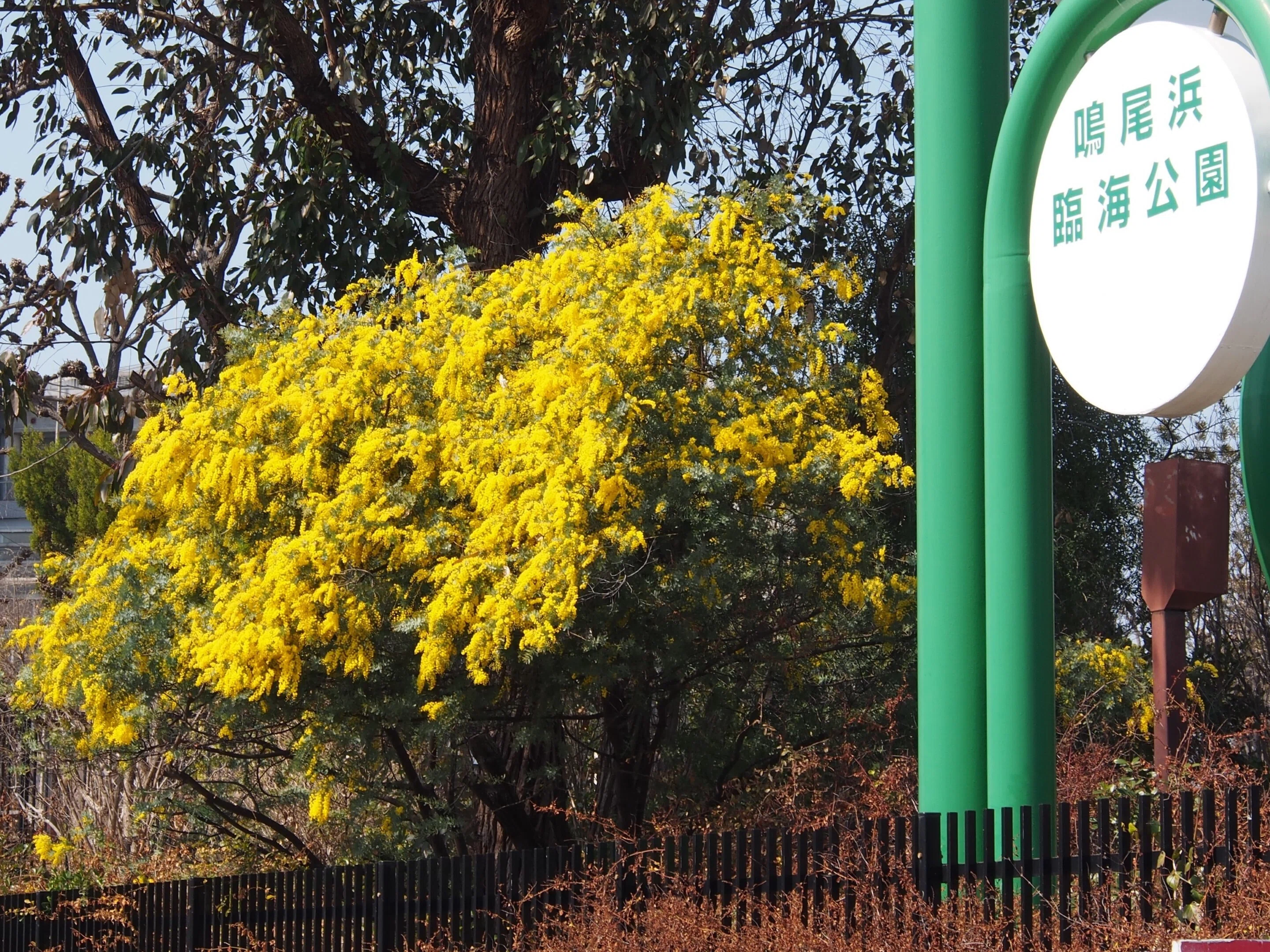 西宮市 鳴尾浜臨海公園2025年3月23日【ミモザ,季節の花】｜レタス