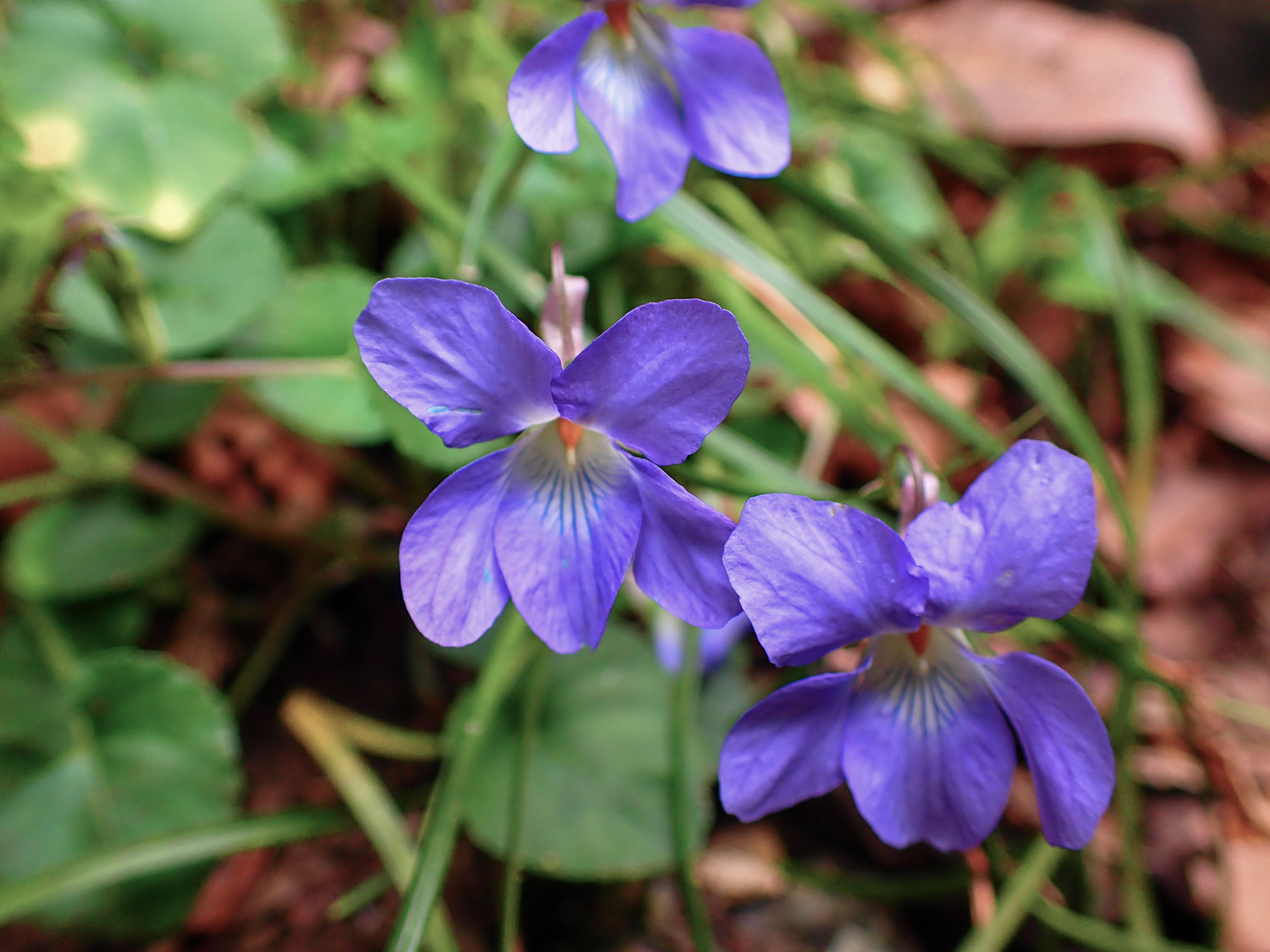 スミレの山高尾山（9） タチツボスミレ Takao, the mountain of