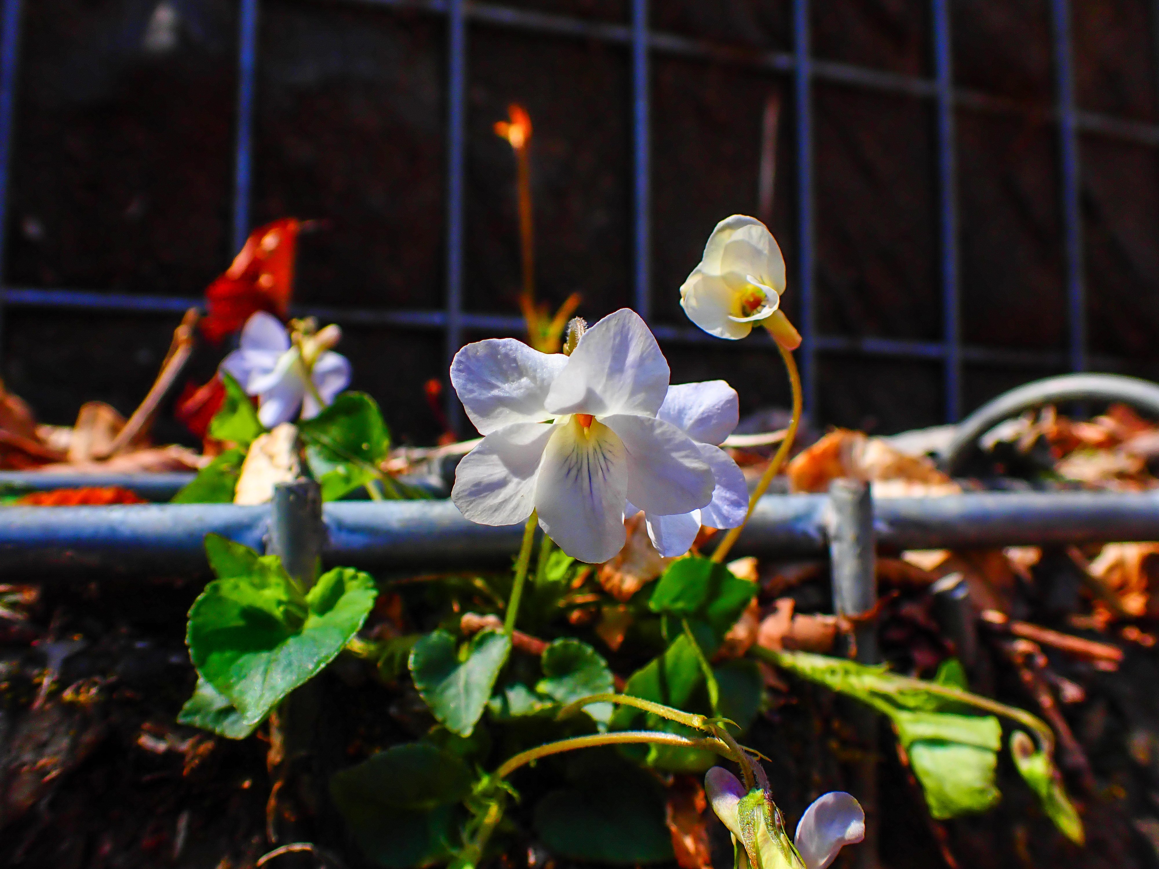 スミレの山高尾山（9） タチツボスミレ Takao, the mountain of