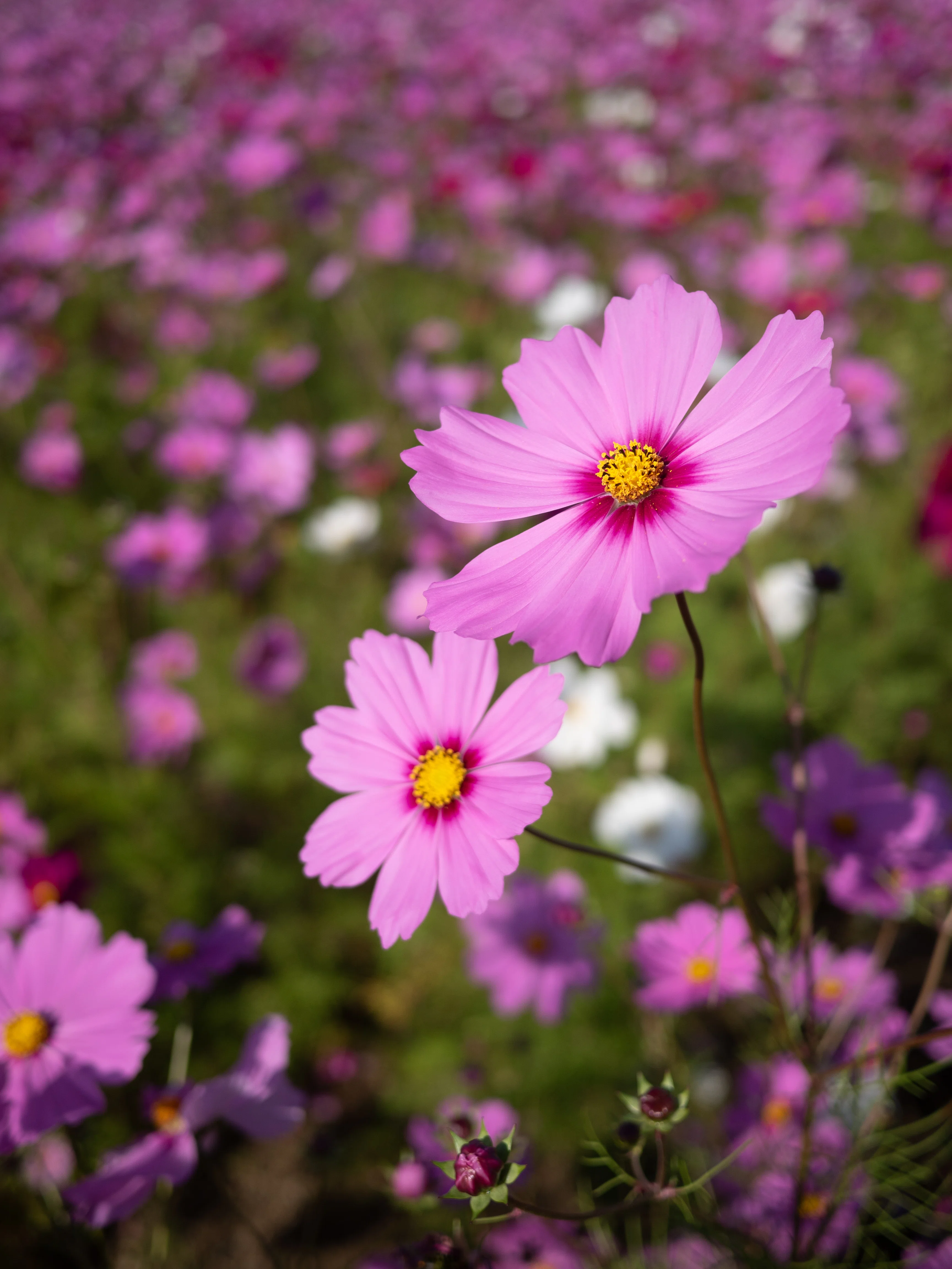 LUMIX G 20mm / F1.7 II ASPH. 【Photo Journey #11】｜LUMIX Lens Letters