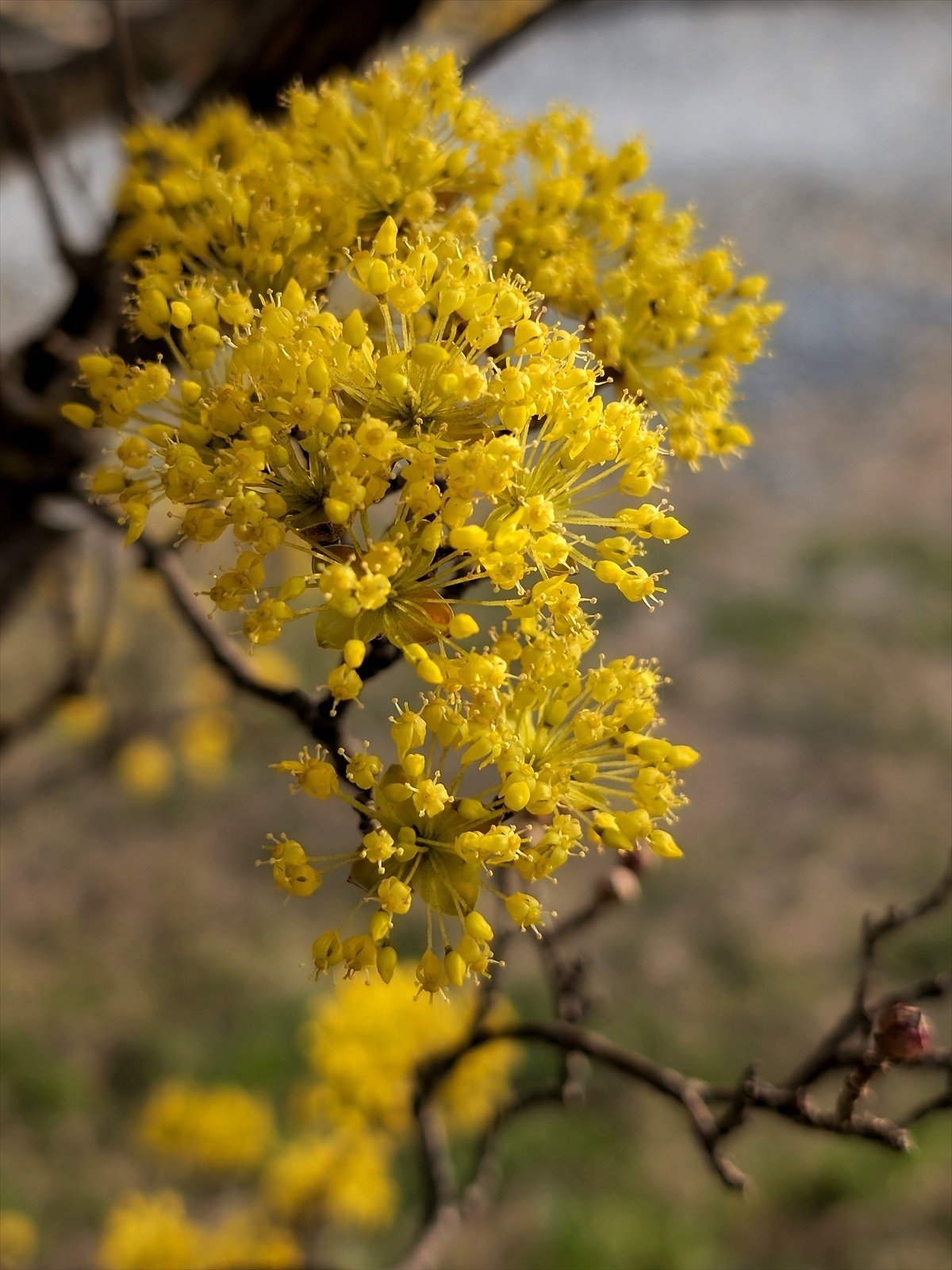 山茱萸の花｜annon