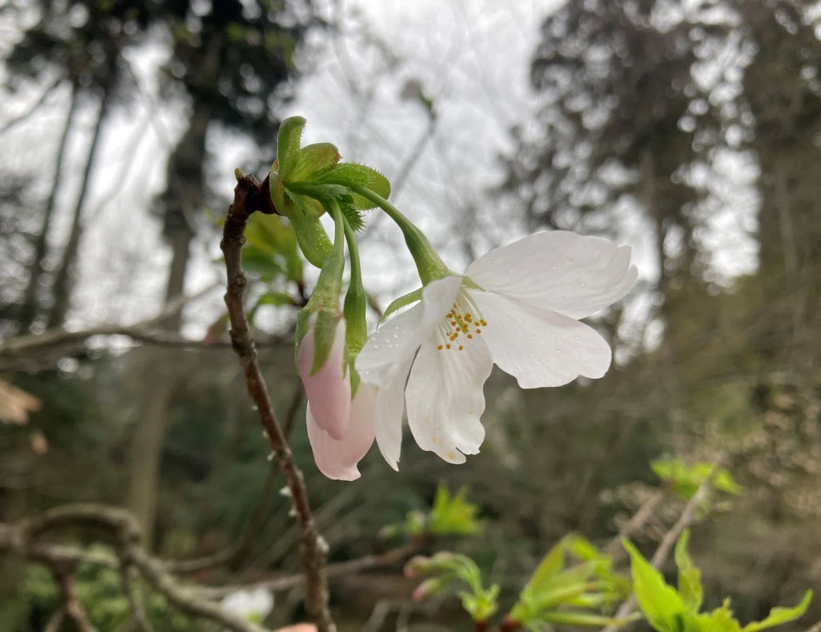 まだ知られていない桜がある ｜あぶらやま植物ブログ⑮｜ABURAYAMA FUKUOKA