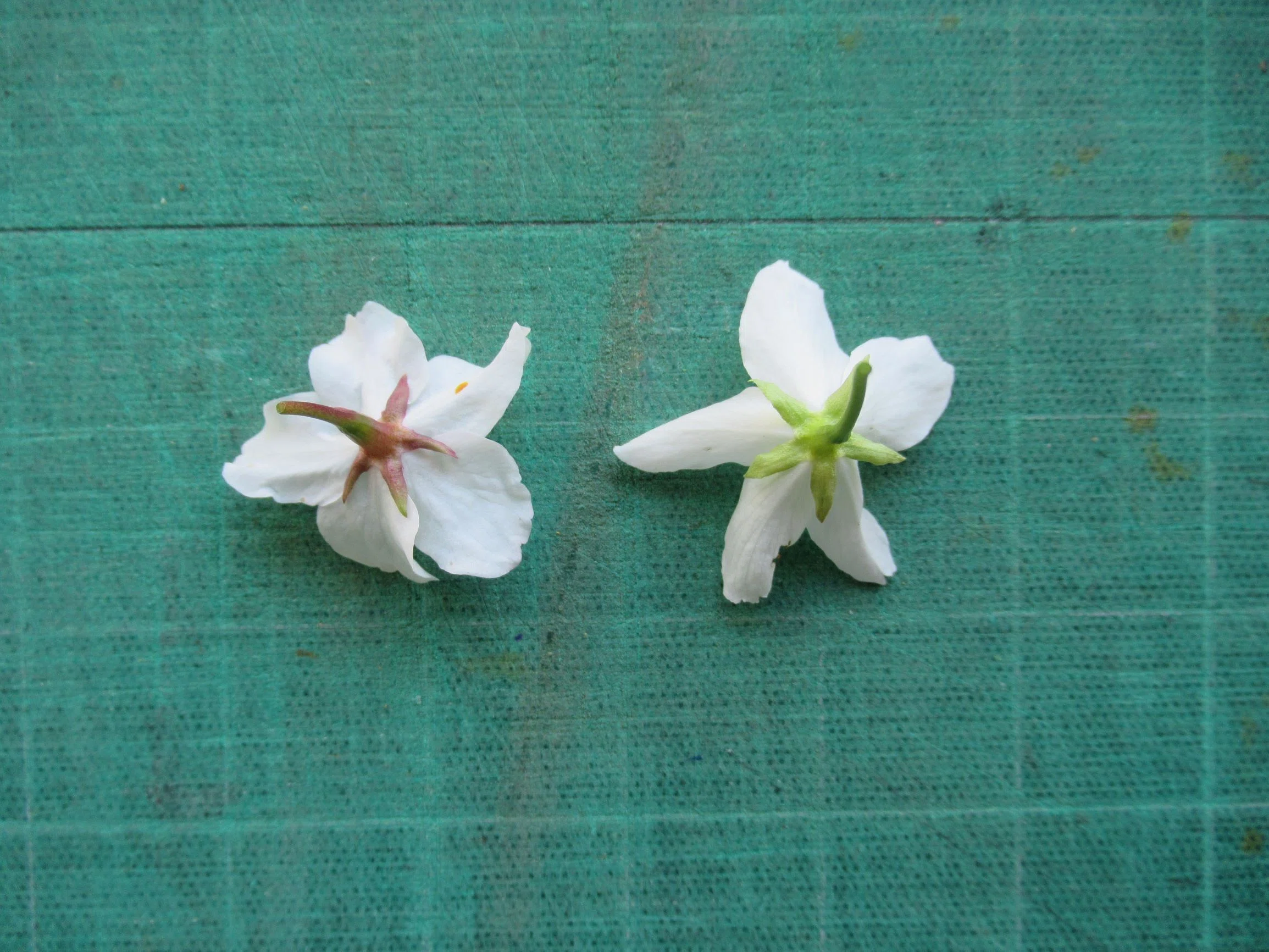 まだ知られていない桜がある ｜あぶらやま植物ブログ⑮｜ABURAYAMA FUKUOKA