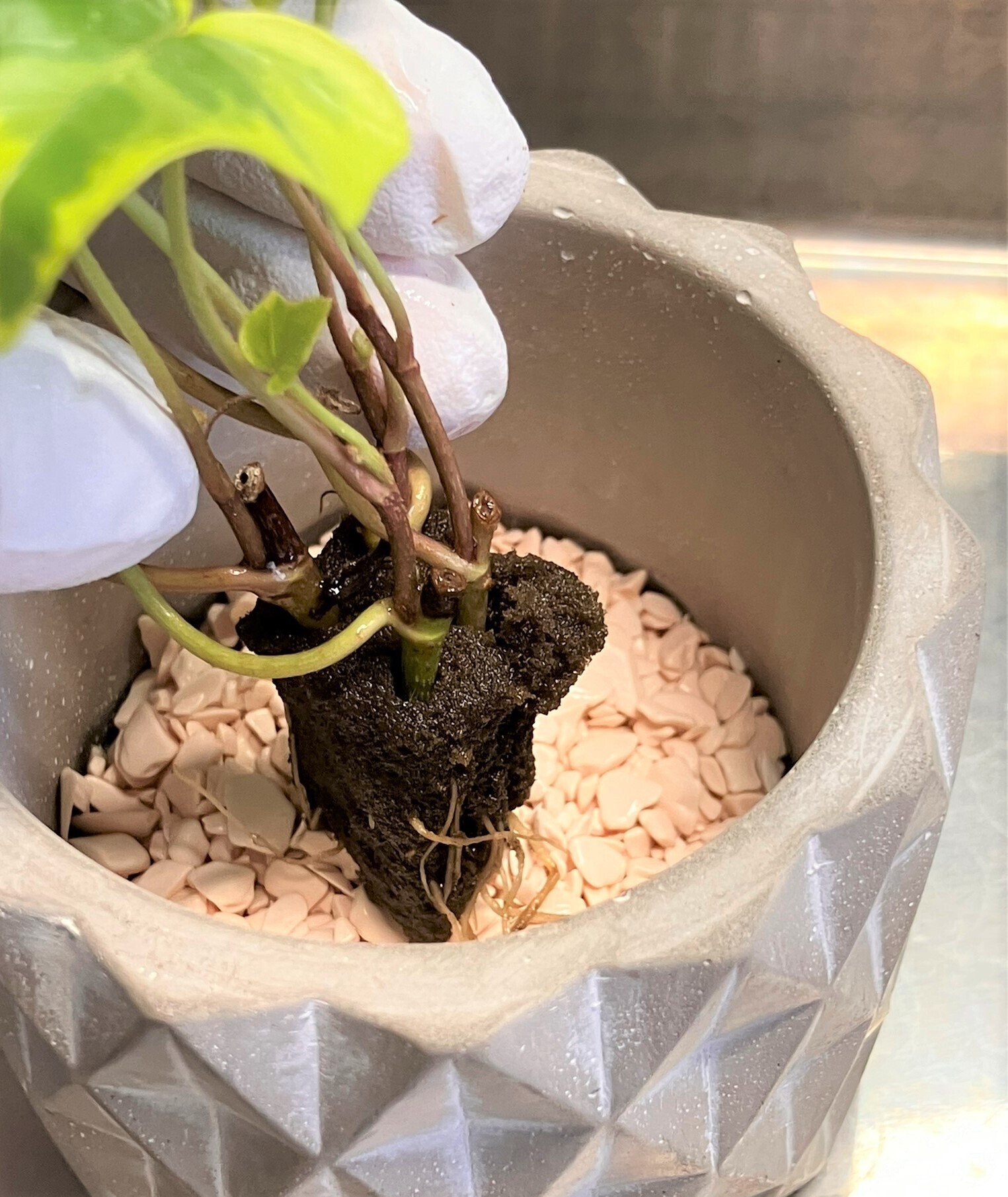 未使用】idenpottery アイデンポタリー ぶどう 葉 大皿 274mm アイビー