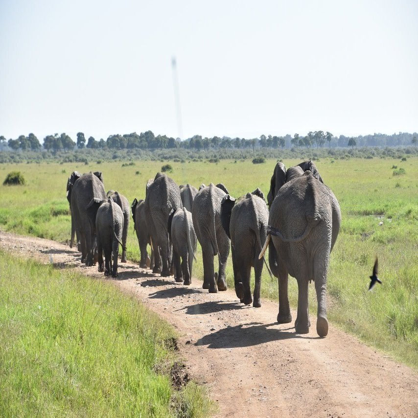 保存版】ケニア・サファリでの動物図鑑！｜哺乳類26種・鳥類7種・爬虫類5種｜Wildlife Ventures 公式note, image size:1280x854