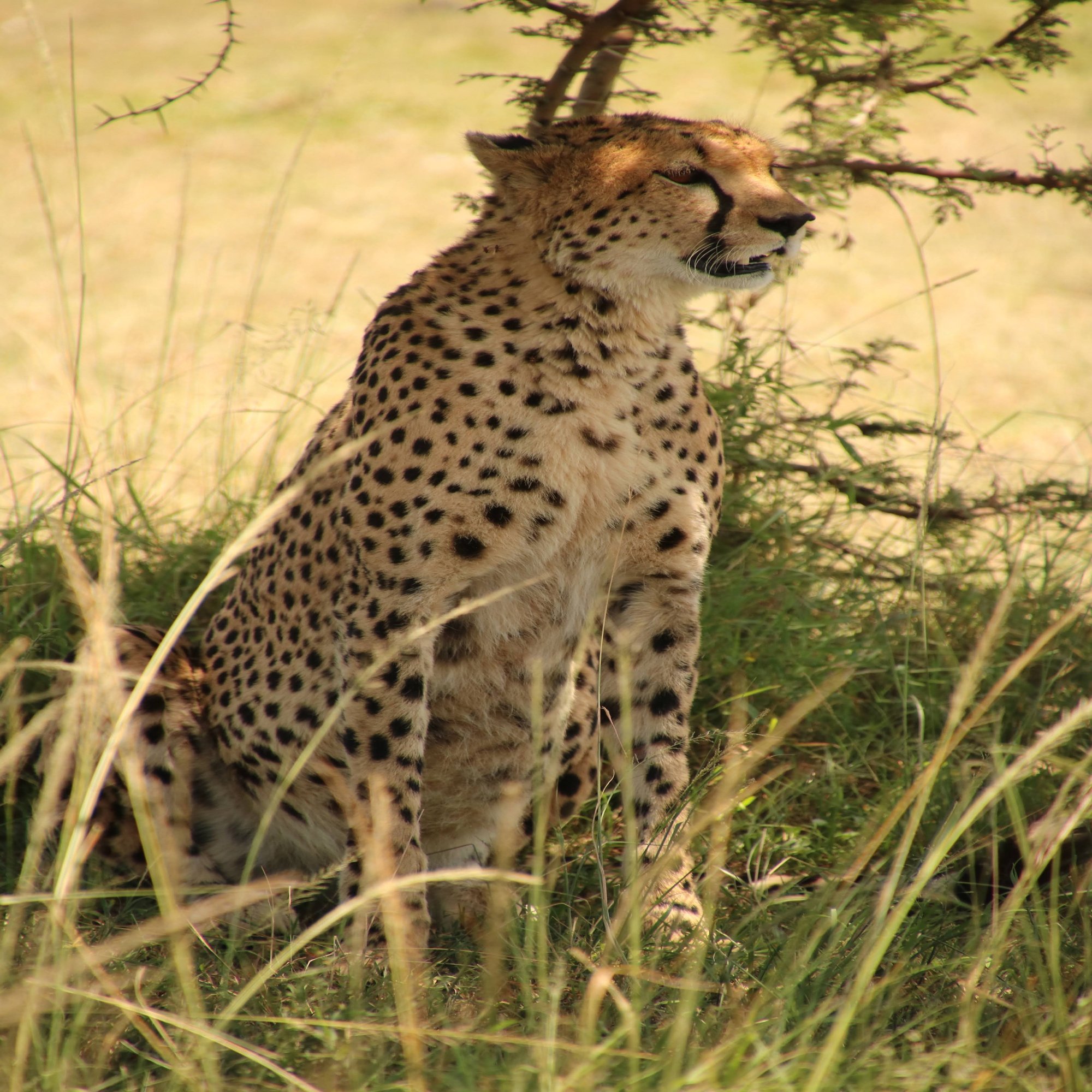 保存版】ケニア・サファリでの動物図鑑！｜哺乳類26種・鳥類7種・爬虫類5種｜Wildlife Ventures 公式note, image size:1333x2000