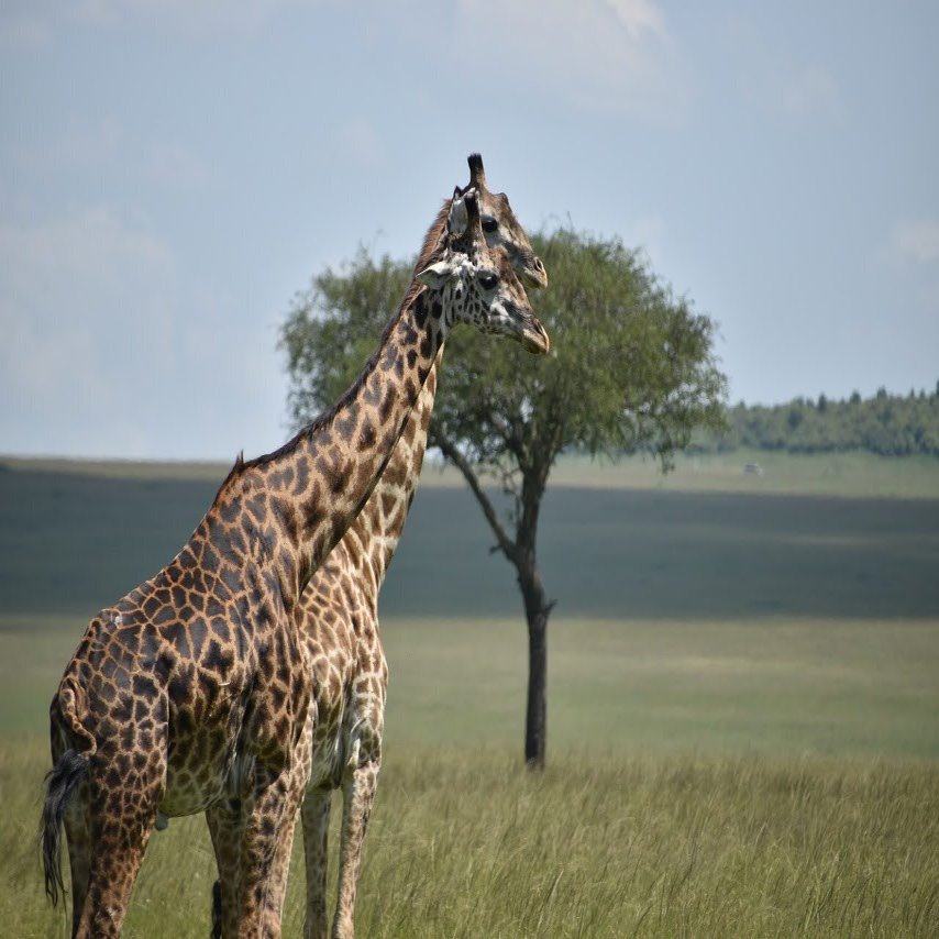 保存版】ケニア・サファリでの動物図鑑！｜哺乳類26種・鳥類7種・爬虫類5種｜Wildlife Ventures 公式note, image size:1280x854