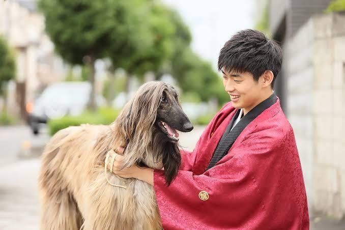 アフガン・ハウンドの魅力5選｜ラブちん