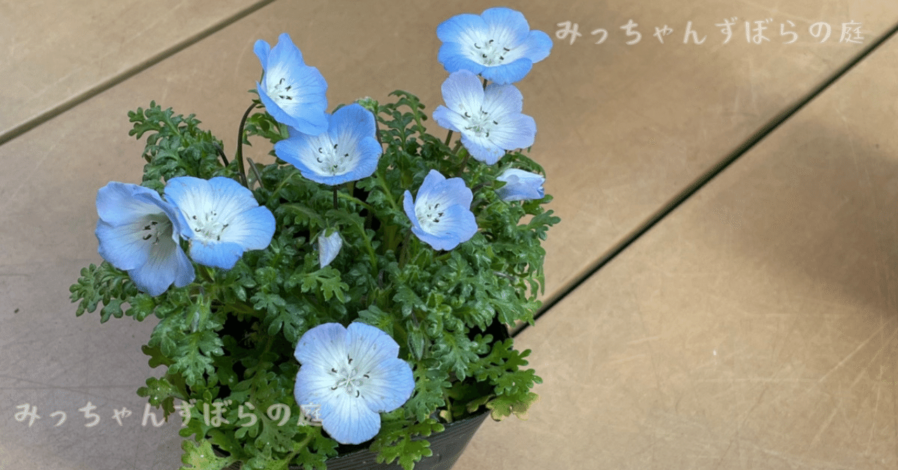 ネモフィラ寄せ植え】自己満だけどなんだかおしゃれに見える！｜ズボラ