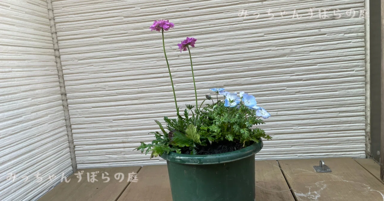 ネモフィラ寄せ植え】自己満だけどなんだかおしゃれに見える！｜ズボラ
