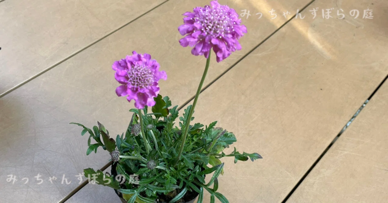 ネモフィラ寄せ植え】自己満だけどなんだかおしゃれに見える！｜ズボラ