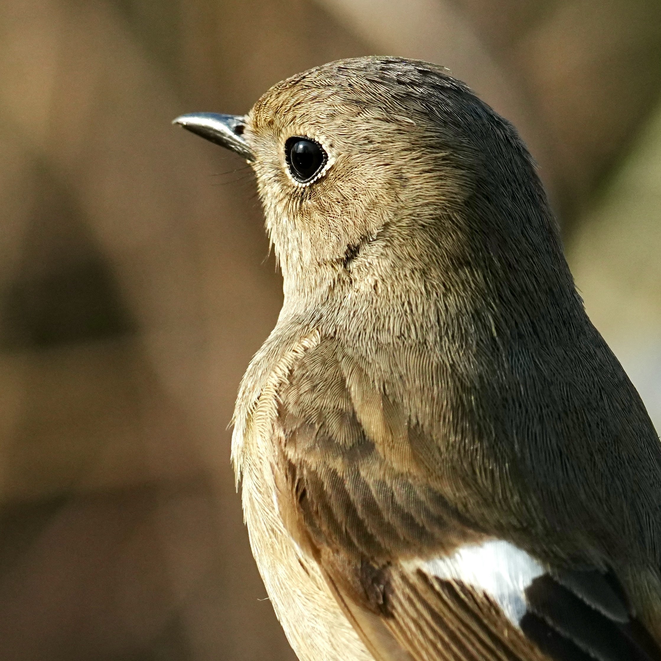 SONY FE 400-800mm F6.3-8 G OSS でジョビ子（ジョウビタキ）への愛を