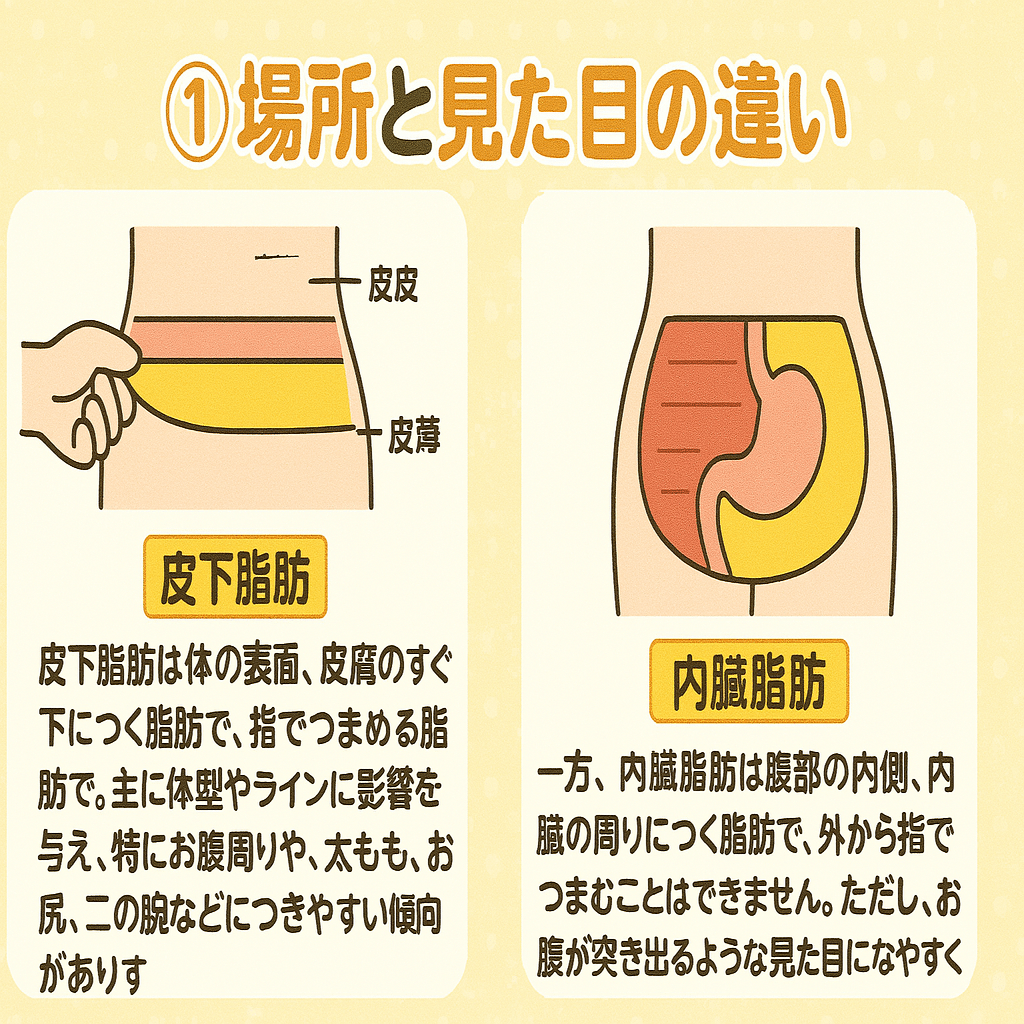 皮下脂肪と内臓脂肪の違いとは？それぞれの特性を知って、効率よく脂肪