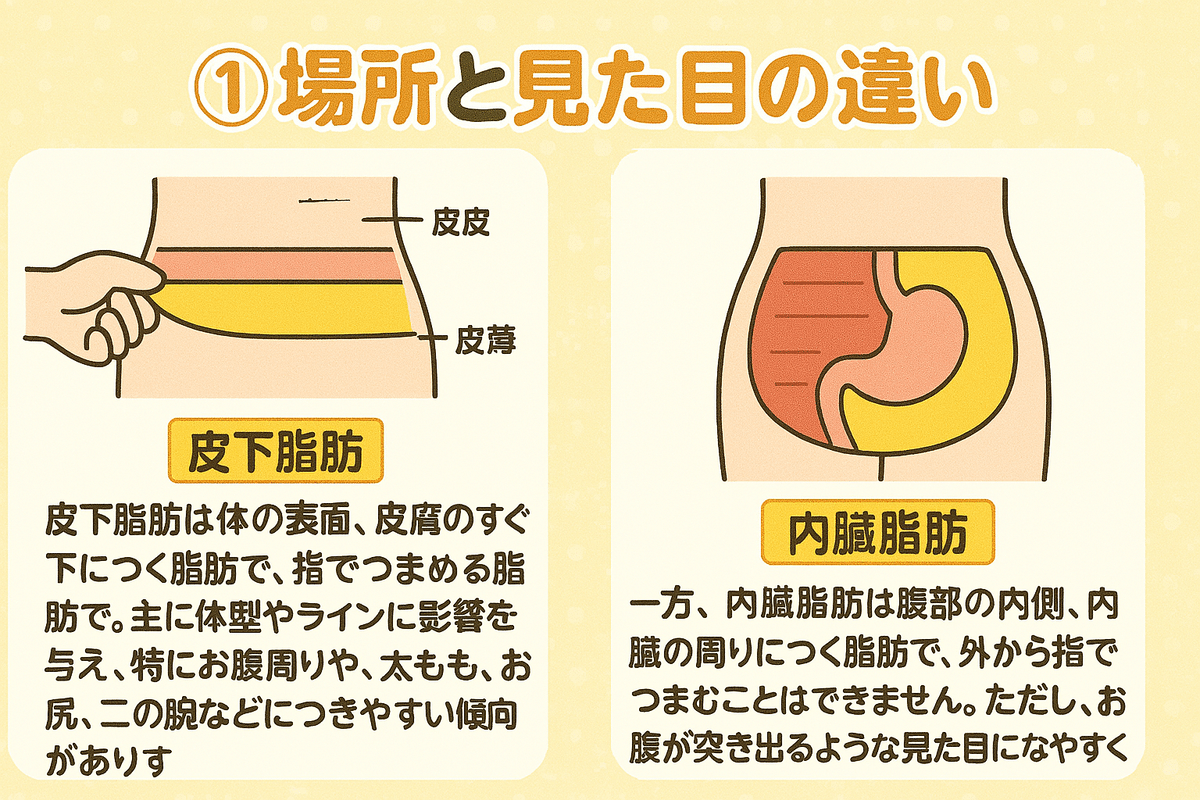 皮下脂肪と内臓脂肪の違いとは？それぞれの特性を知って、効率よく脂肪