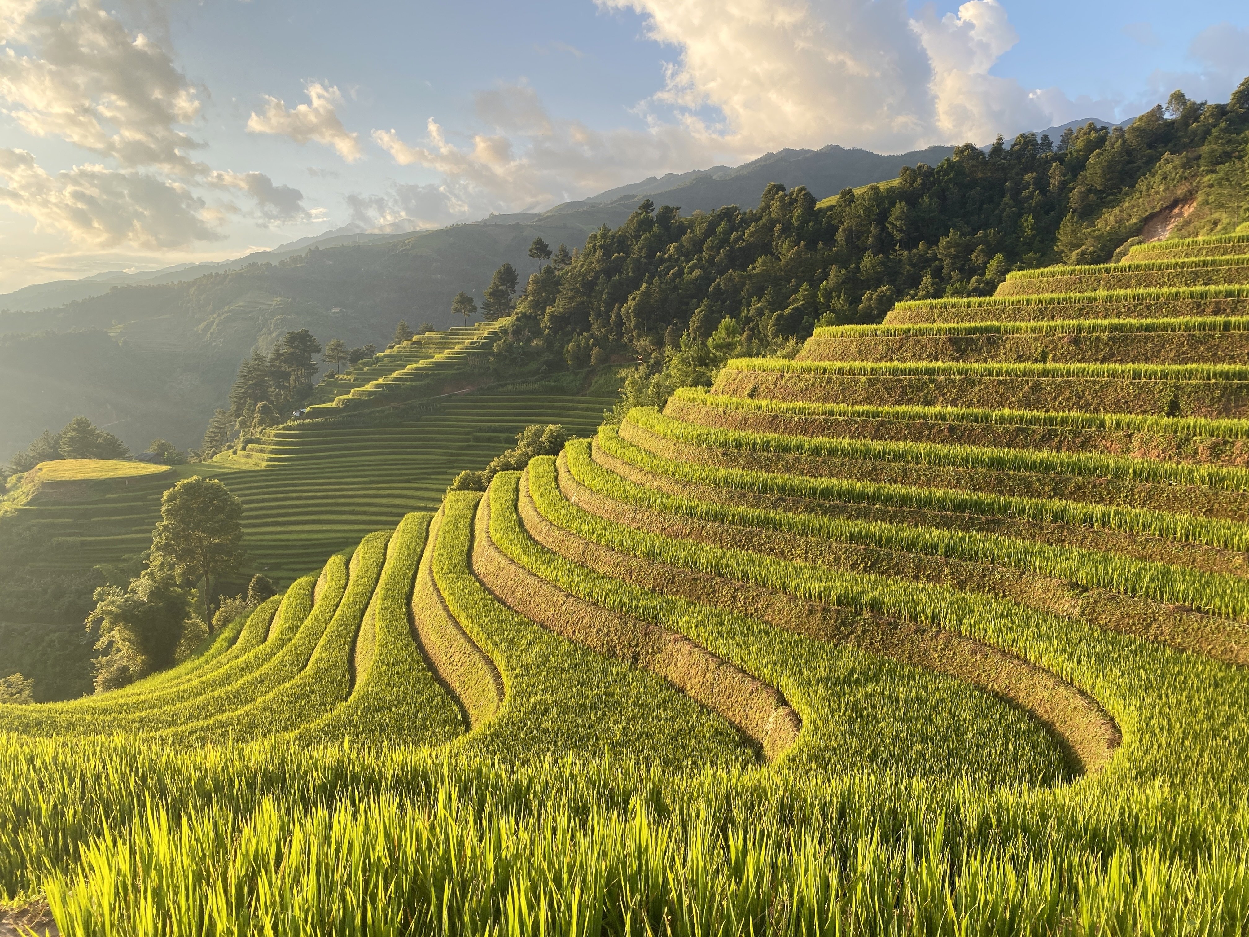 必見！ムーカンチャイ在住者が選ぶ絶景棚田スポット5選｜yuka