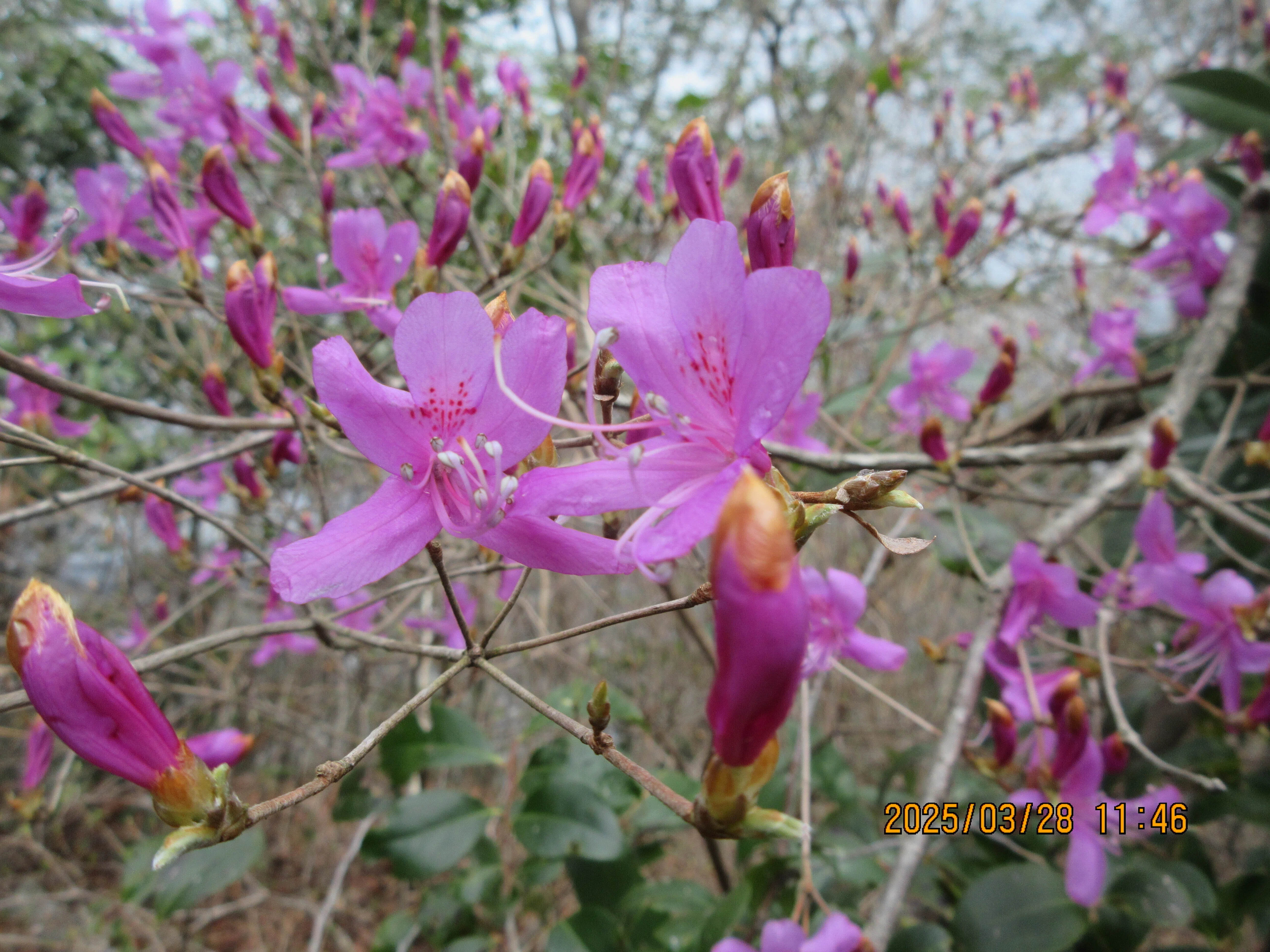 ミツバツツジ開花・イワナシ満開・ショウジョウバカマも 