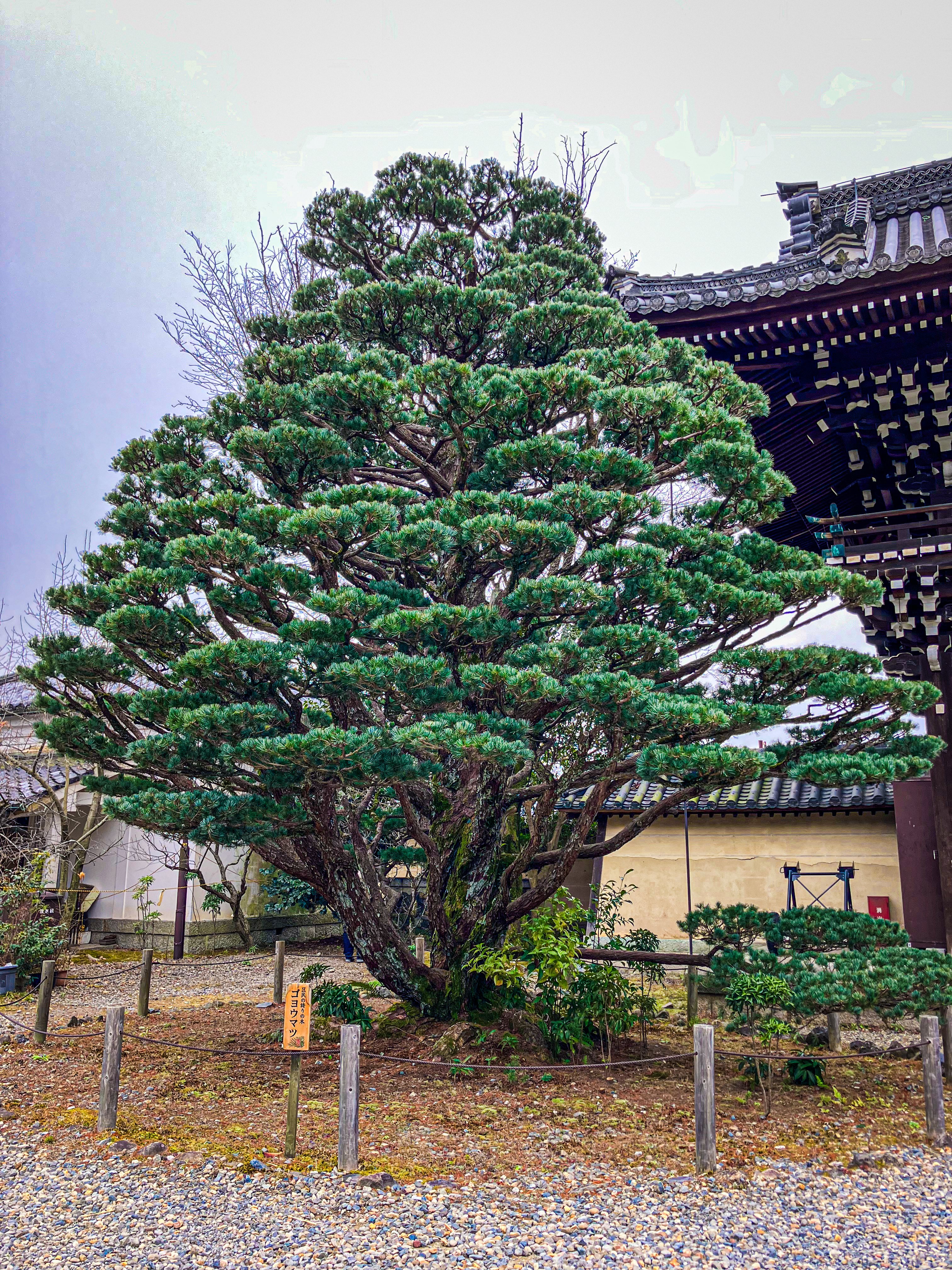 なんでも叶う‼️天界の神々宿る開運霊石‼️願いを導く 東方幻存神籤 Whispered Oracle of Hakurei Shrine.」ZUN