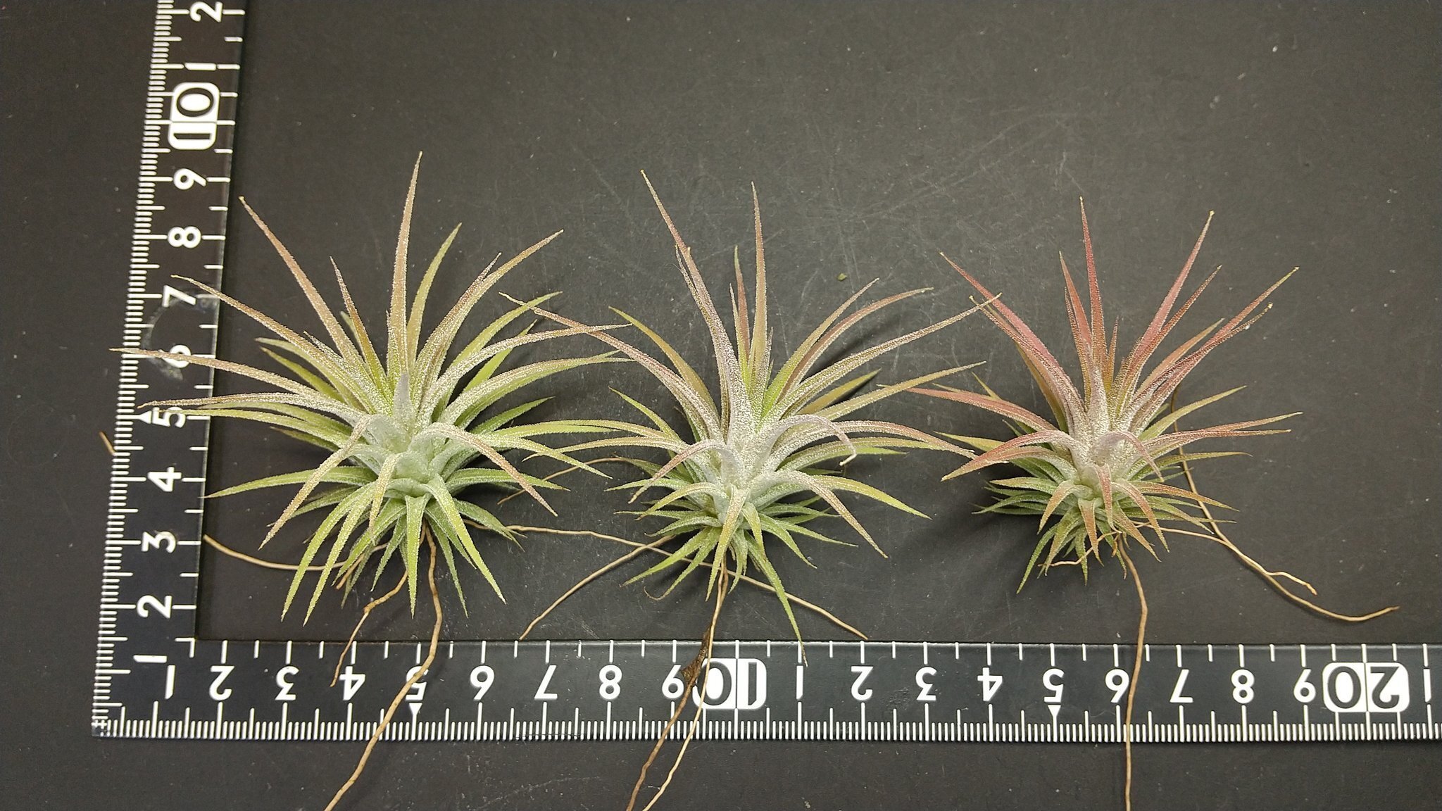 チランジア入荷リスト3/22｜NatureGarden🌿神田