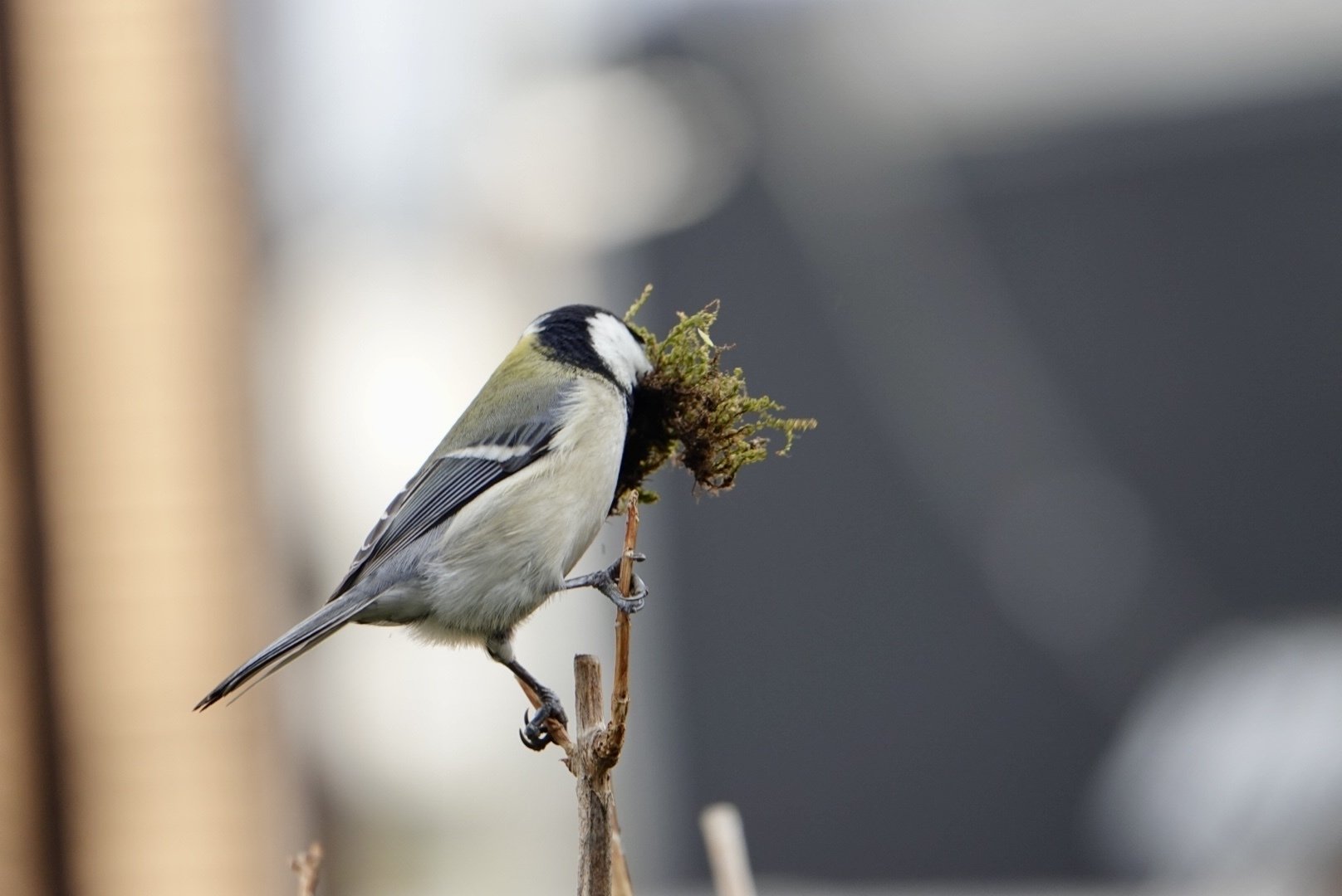 シジュウカラ巣箱入り速報！ #24ー2025年3月28日（金）｜ワンダラー