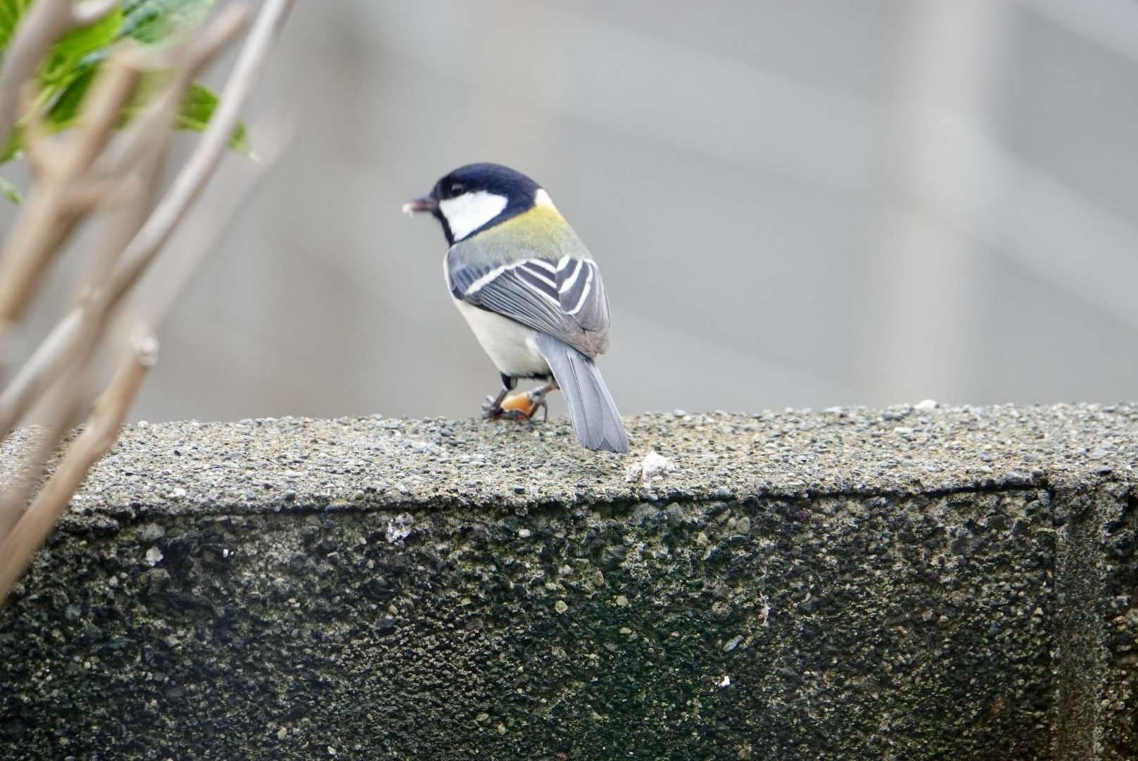 シジュウカラ　メス オス・メスどっち？ヤマガラの留守にやって来たシジュウカラ