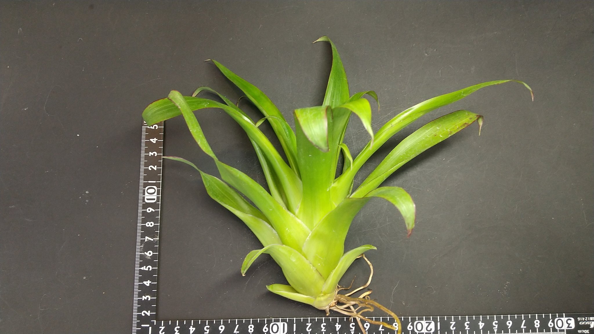 Tillandsia Tropical Fescue