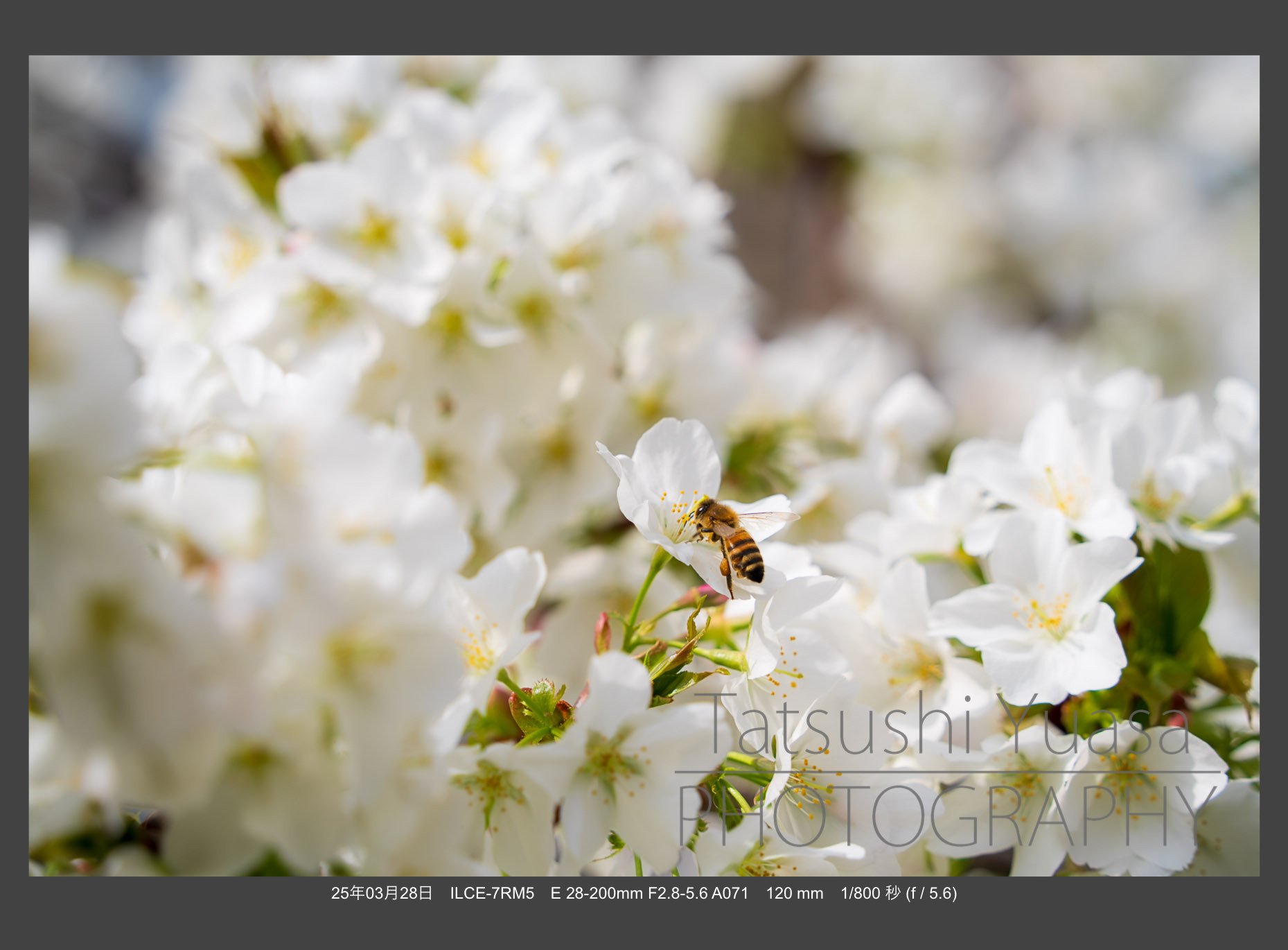宙花と羽毛 花の季節到来 タムロン28-200mm F/2.8-5.6 Di III RXD (Model