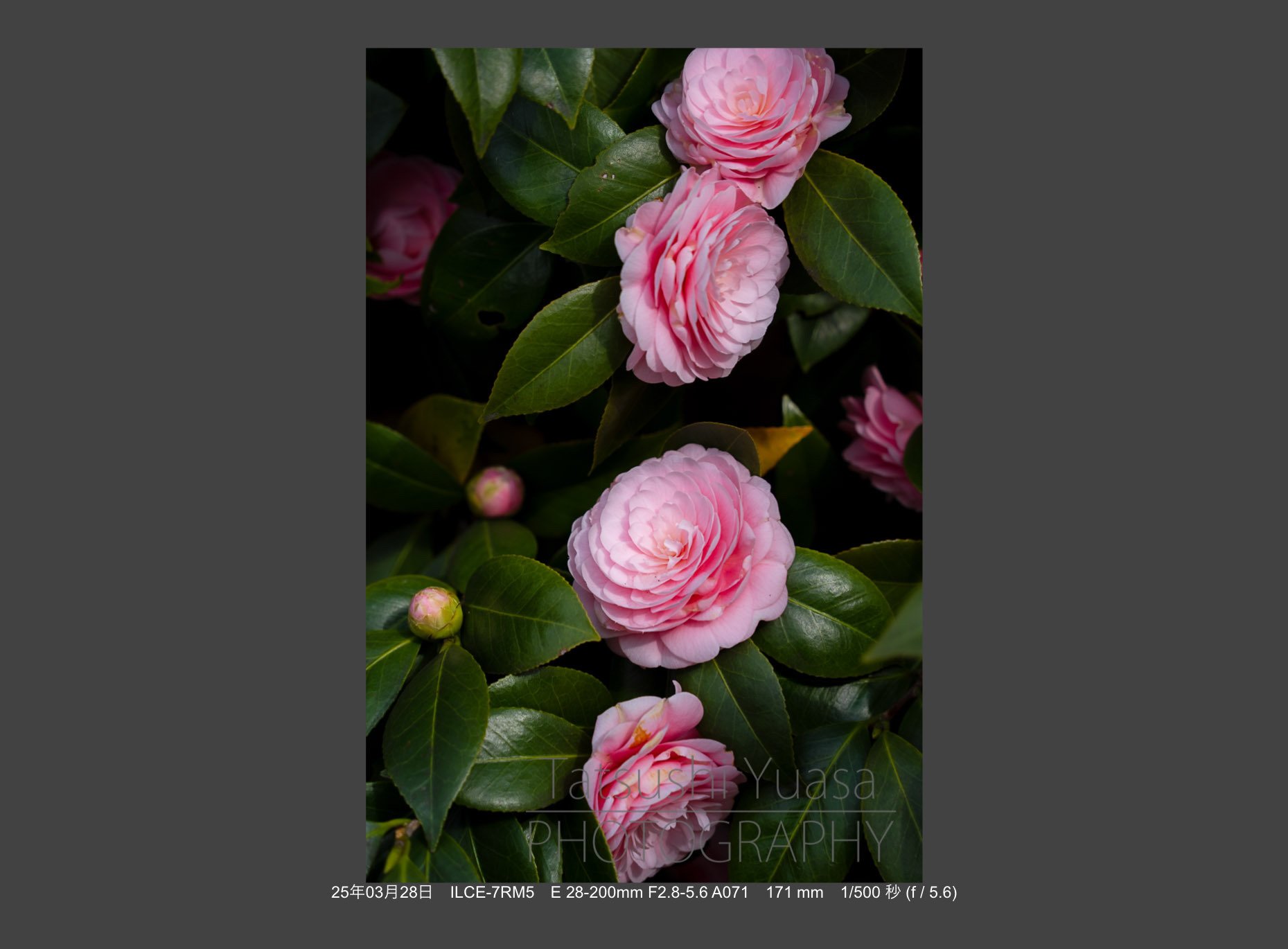 花の季節到来 タムロン28-200mm F/2.8-5.6 Di III RXD (Model