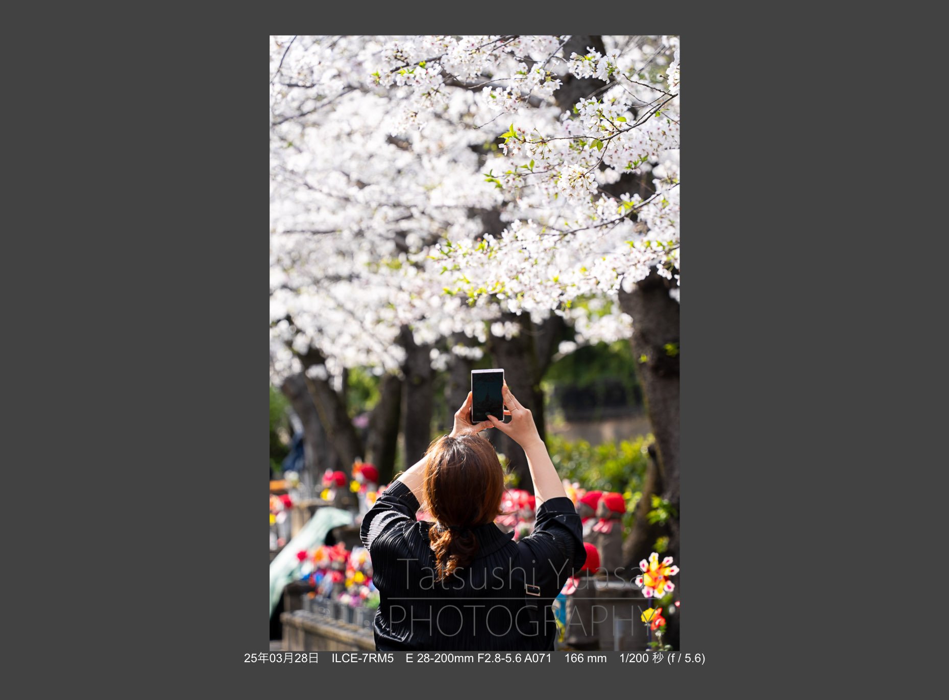 花の季節到来 タムロン28-200mm F/2.8-5.6 Di III RXD (Model