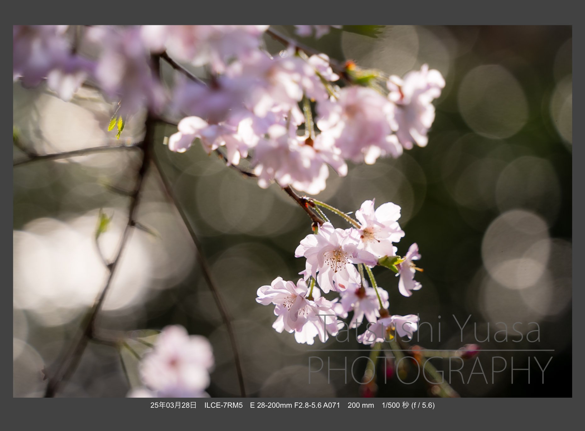 宙花と羽毛 花の季節到来 タムロン28-200mm F/2.8-5.6 Di III RXD (Model