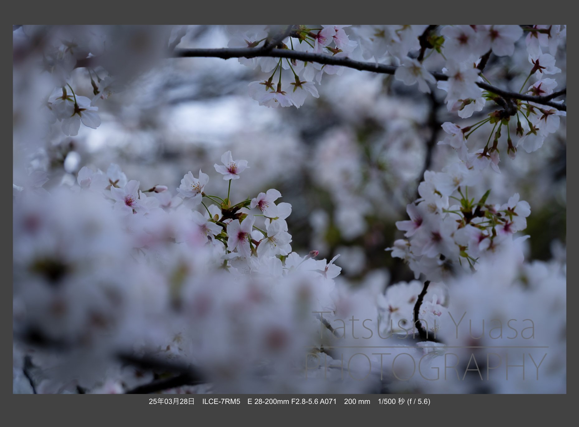 花の季節到来 タムロン28-200mm F/2.8-5.6 Di III RXD (Model
