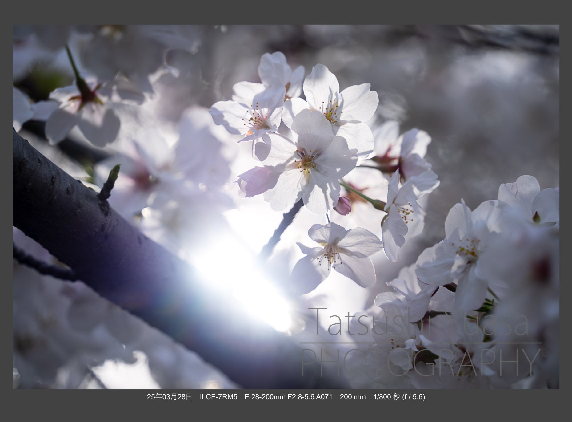 花の季節到来 タムロン28-200mm F/2.8-5.6 Di III RXD (Model