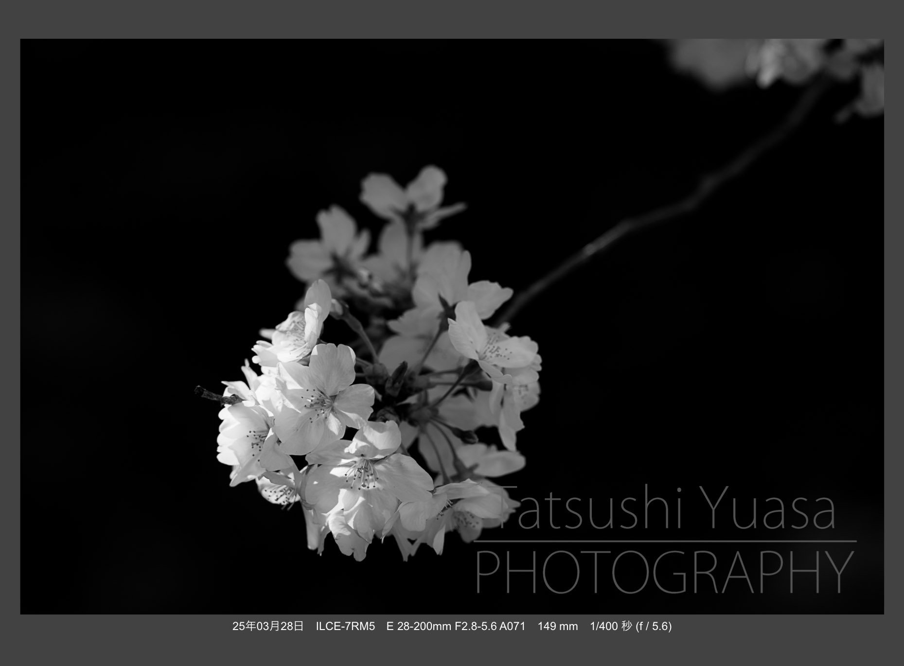 宙花と羽毛 花の季節到来 タムロン28-200mm F/2.8-5.6 Di III RXD (Model