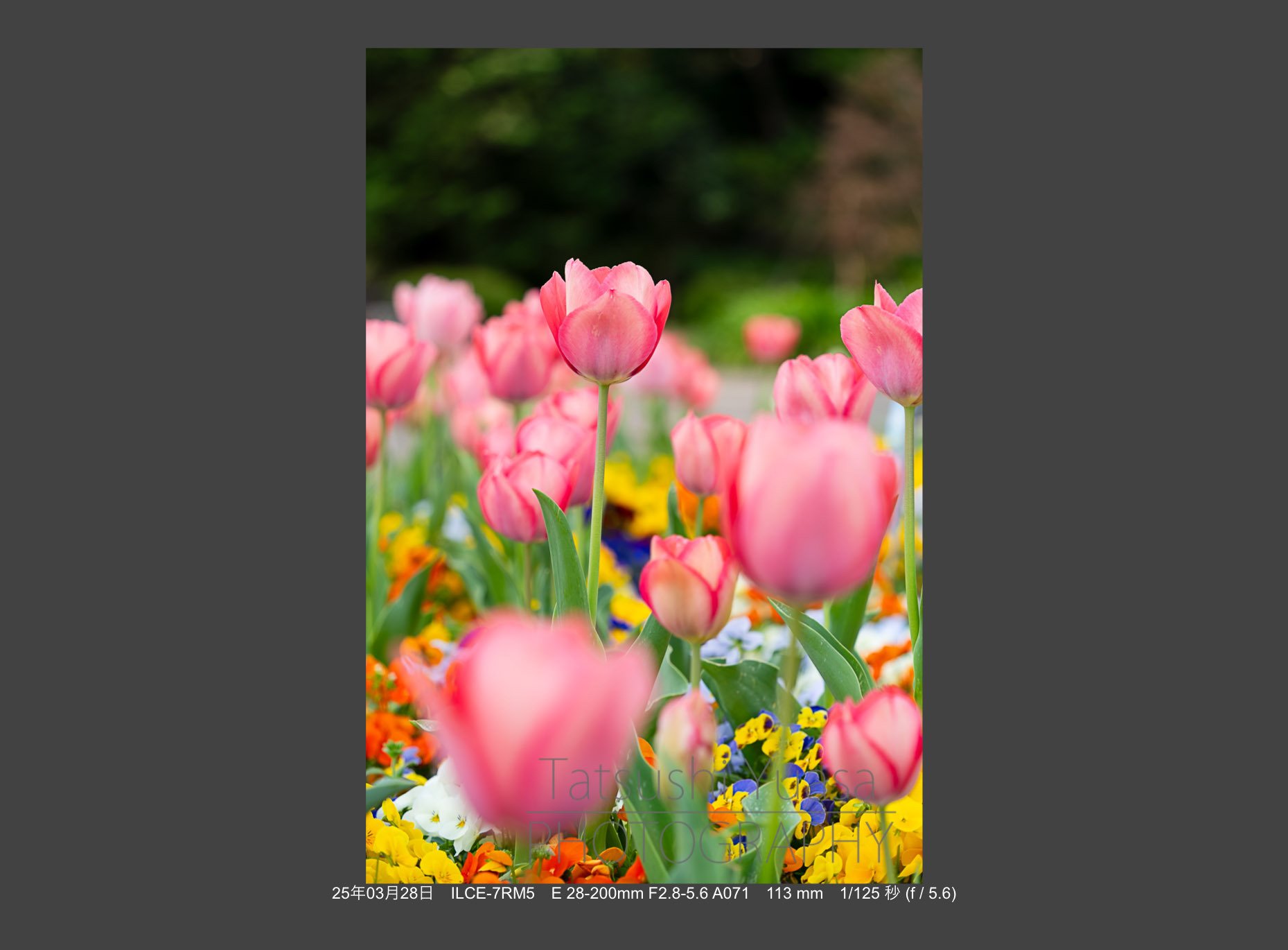 花の季節到来 タムロン28-200mm F/2.8-5.6 Di III RXD (Model