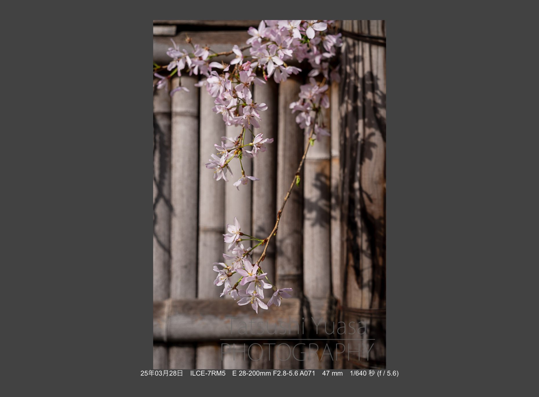 宙花と羽毛 花の季節到来 タムロン28-200mm F/2.8-5.6 Di III RXD (Model
