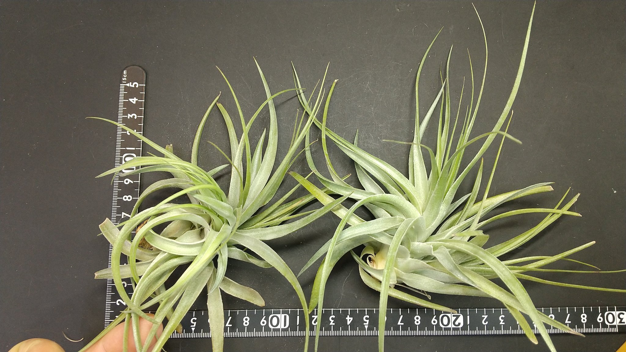 Tillandsia Tropical Fescue