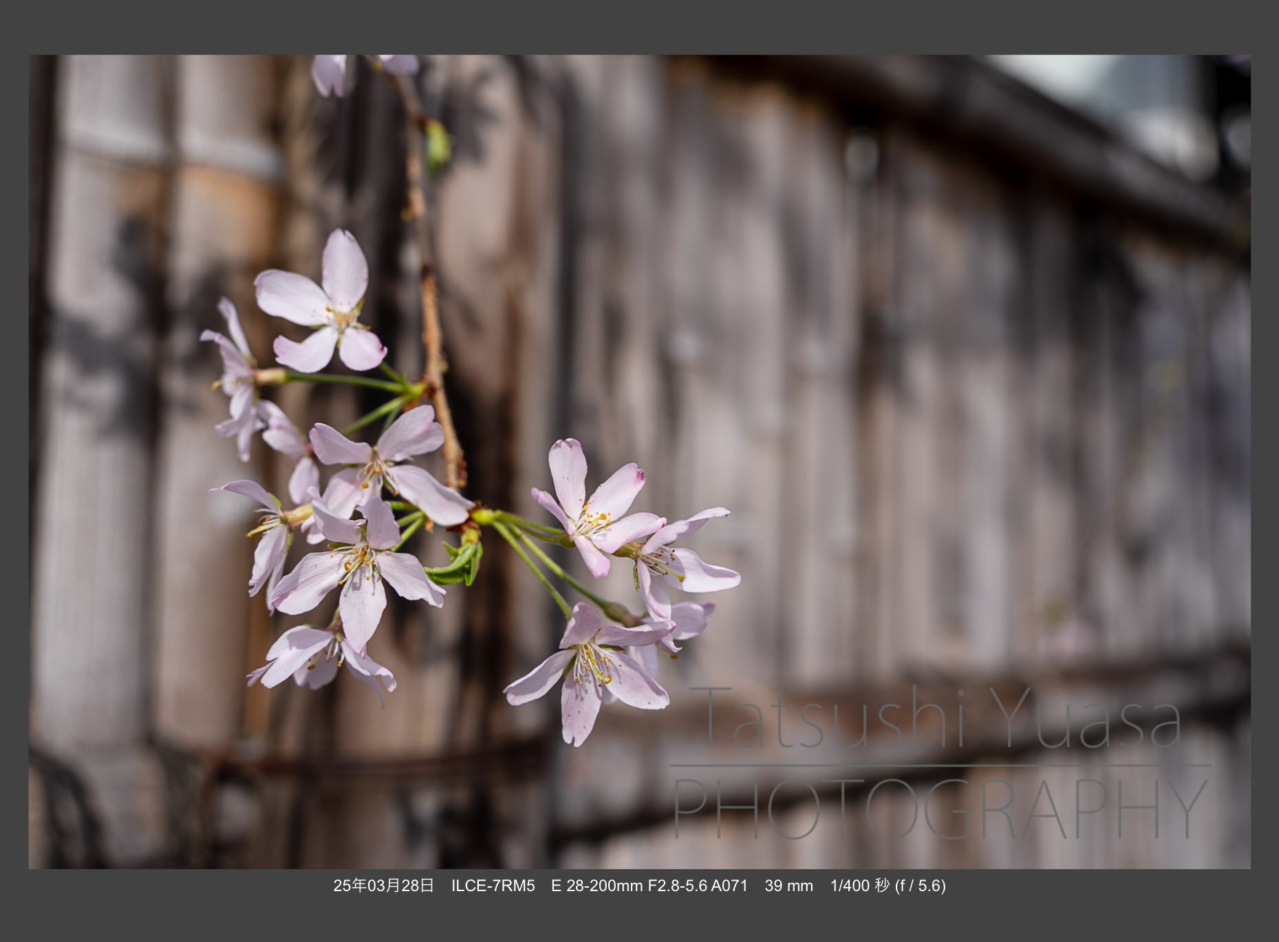 宙花と羽毛 花の季節到来 タムロン28-200mm F/2.8-5.6 Di III RXD (Model