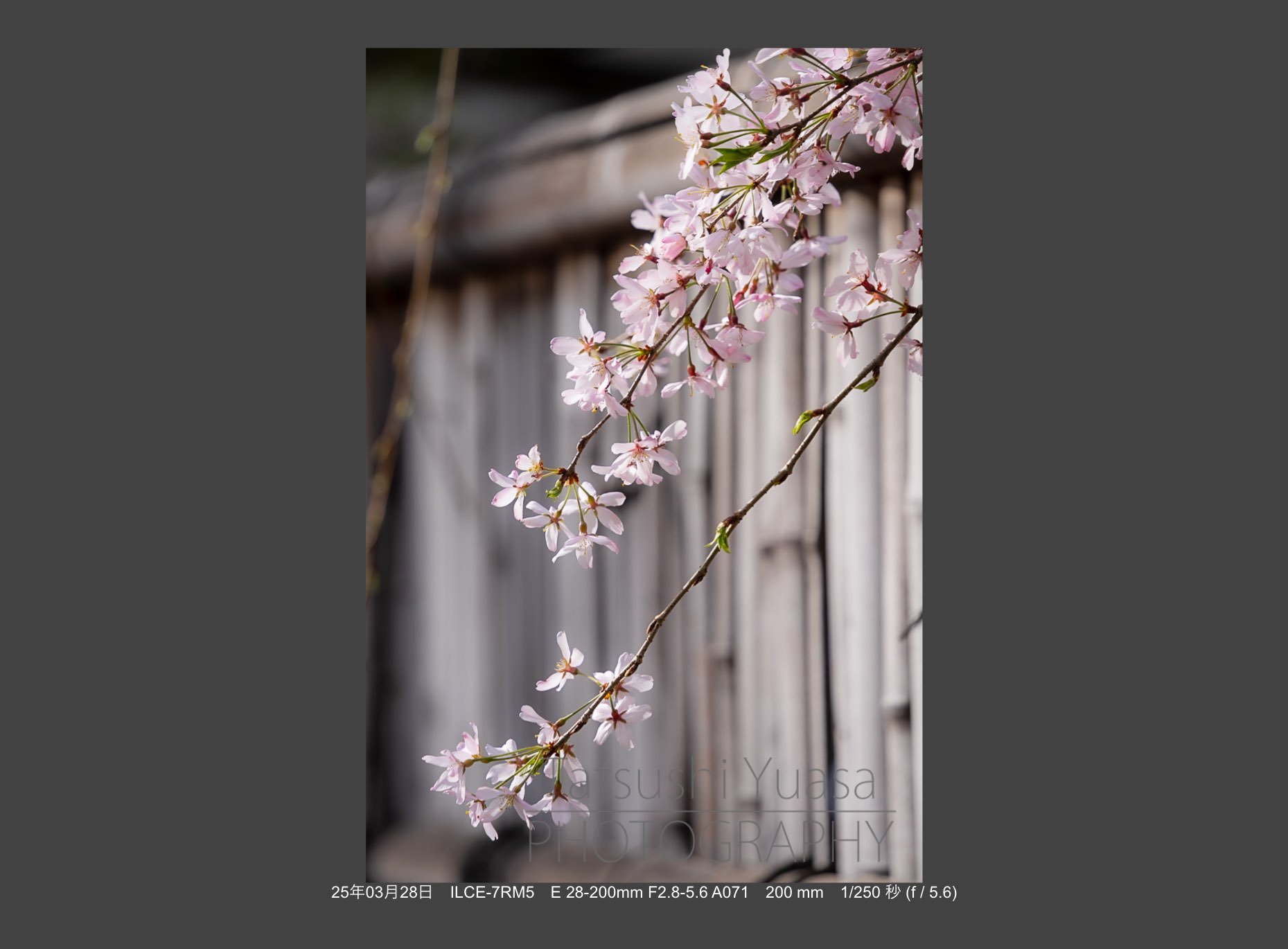 花の季節到来 タムロン28-200mm F/2.8-5.6 Di III RXD (Model