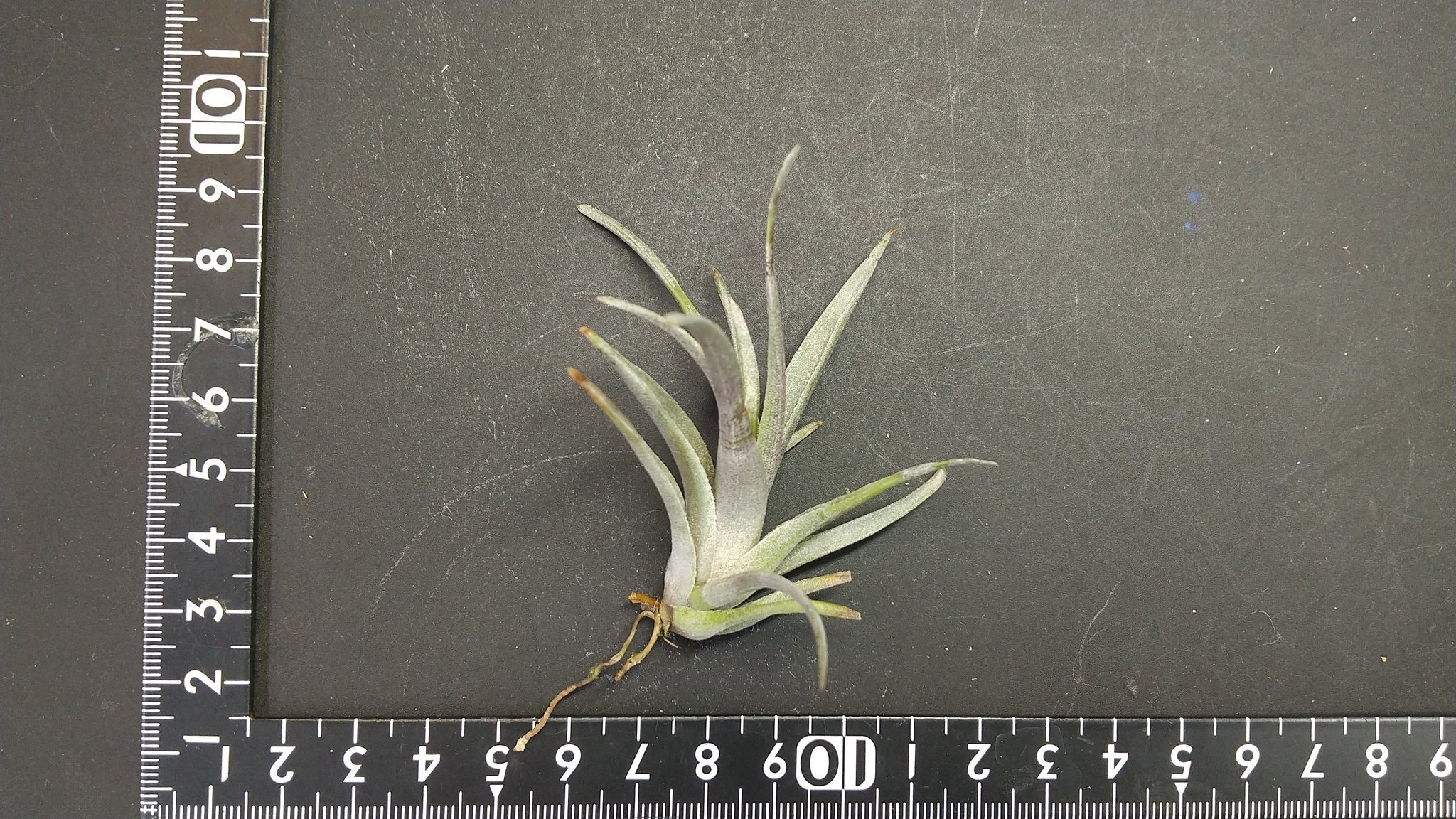 Tillandsia Tropical Fescue