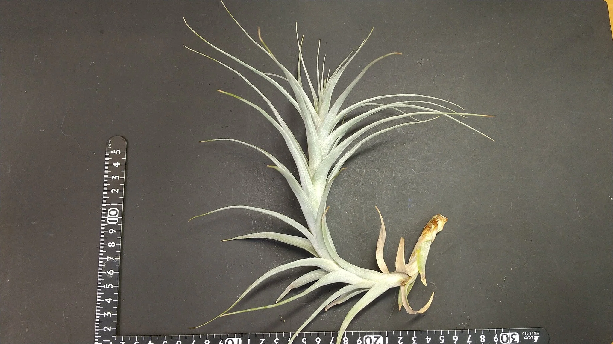 チランジア入荷リスト3/22｜NatureGarden🌿神田