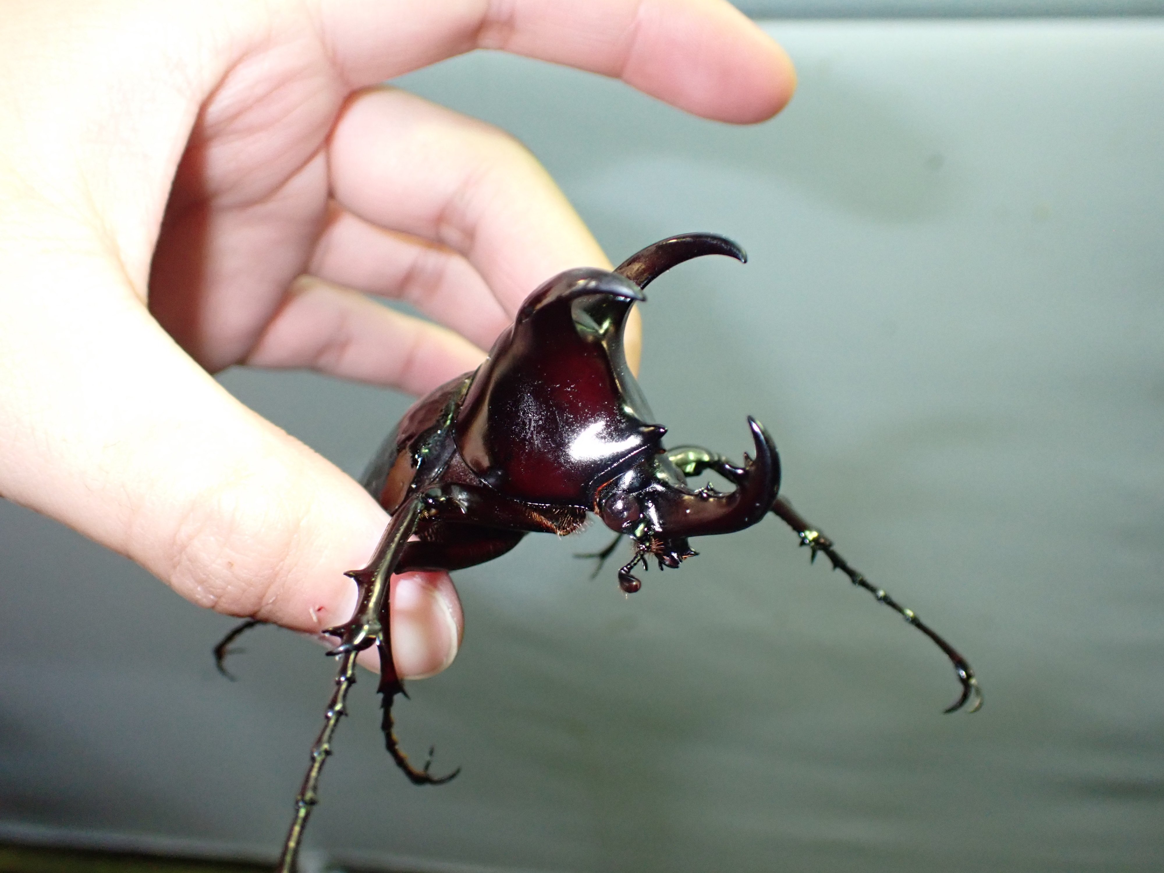 フレーム入り　 ボルネオ島クワガタムシ　標本 フレーム入り ボルネオ島クワガタムシ 標本 コタキナバル